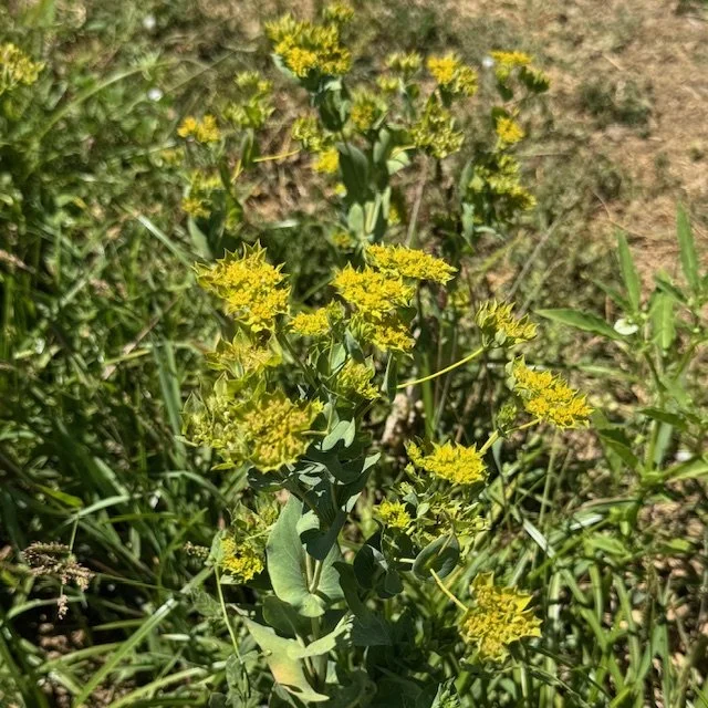 Bupleurum Green Gold