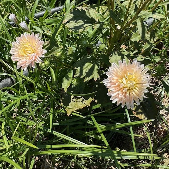 Aster