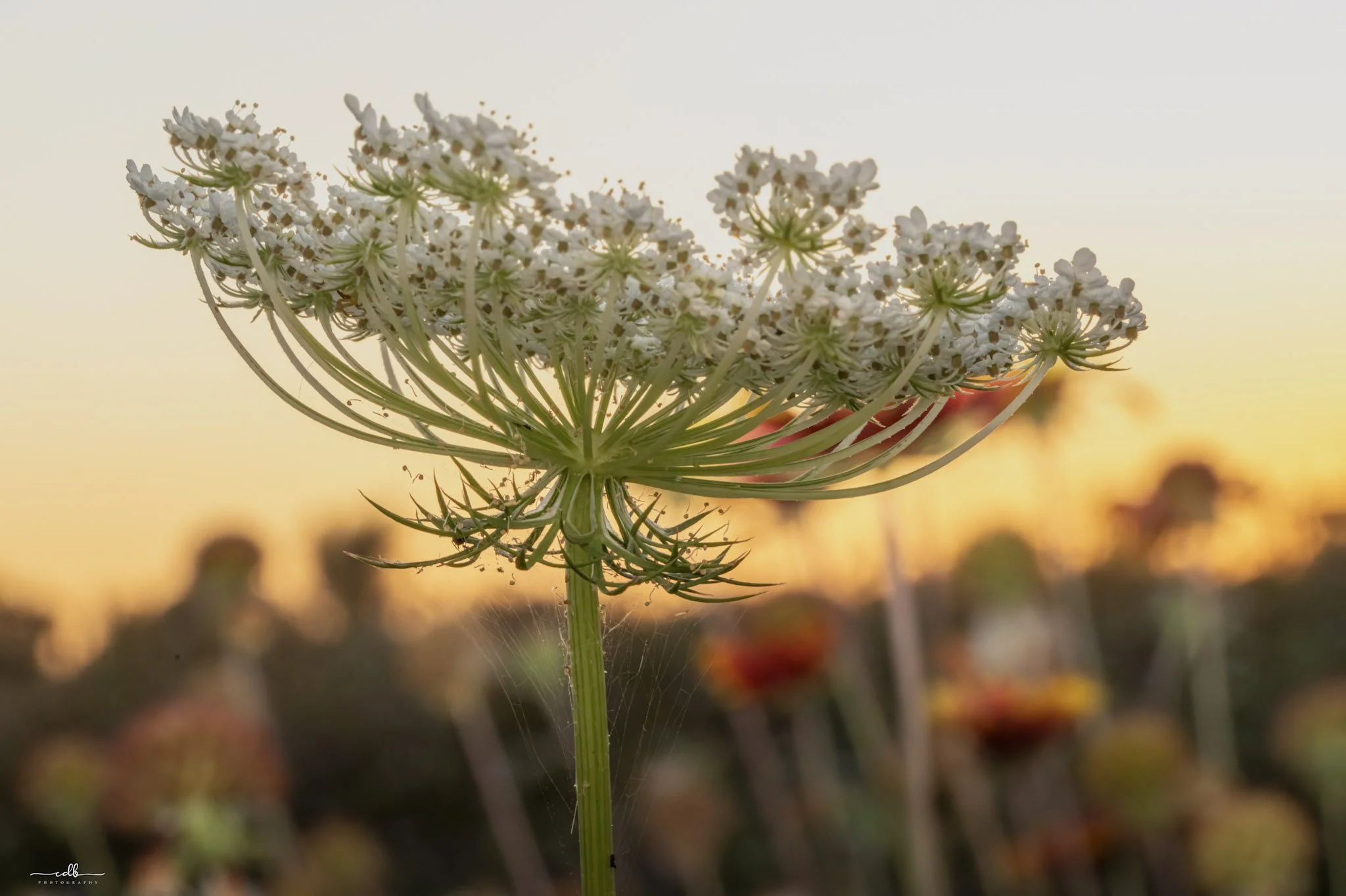 upclose flower Edit.jpg