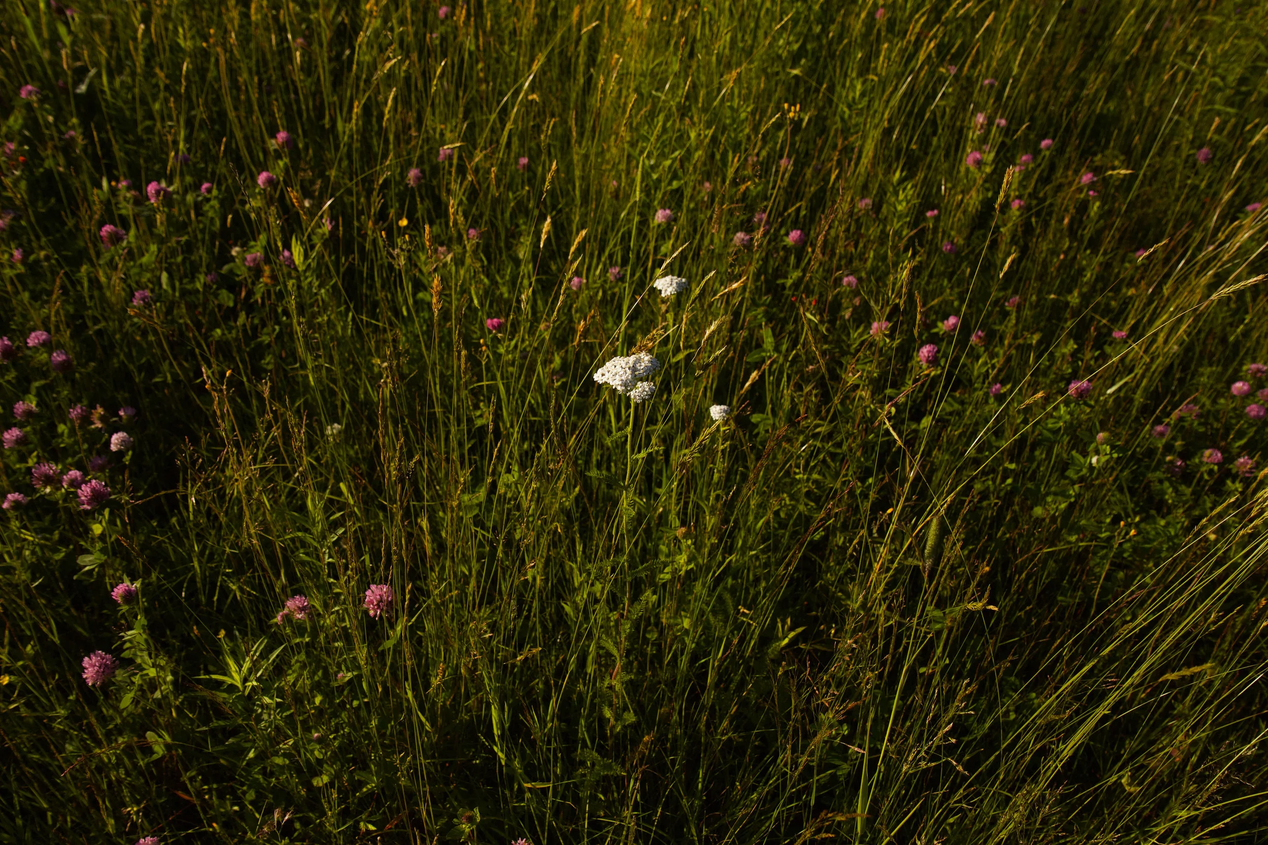 IMG_4604 copy.jpg
