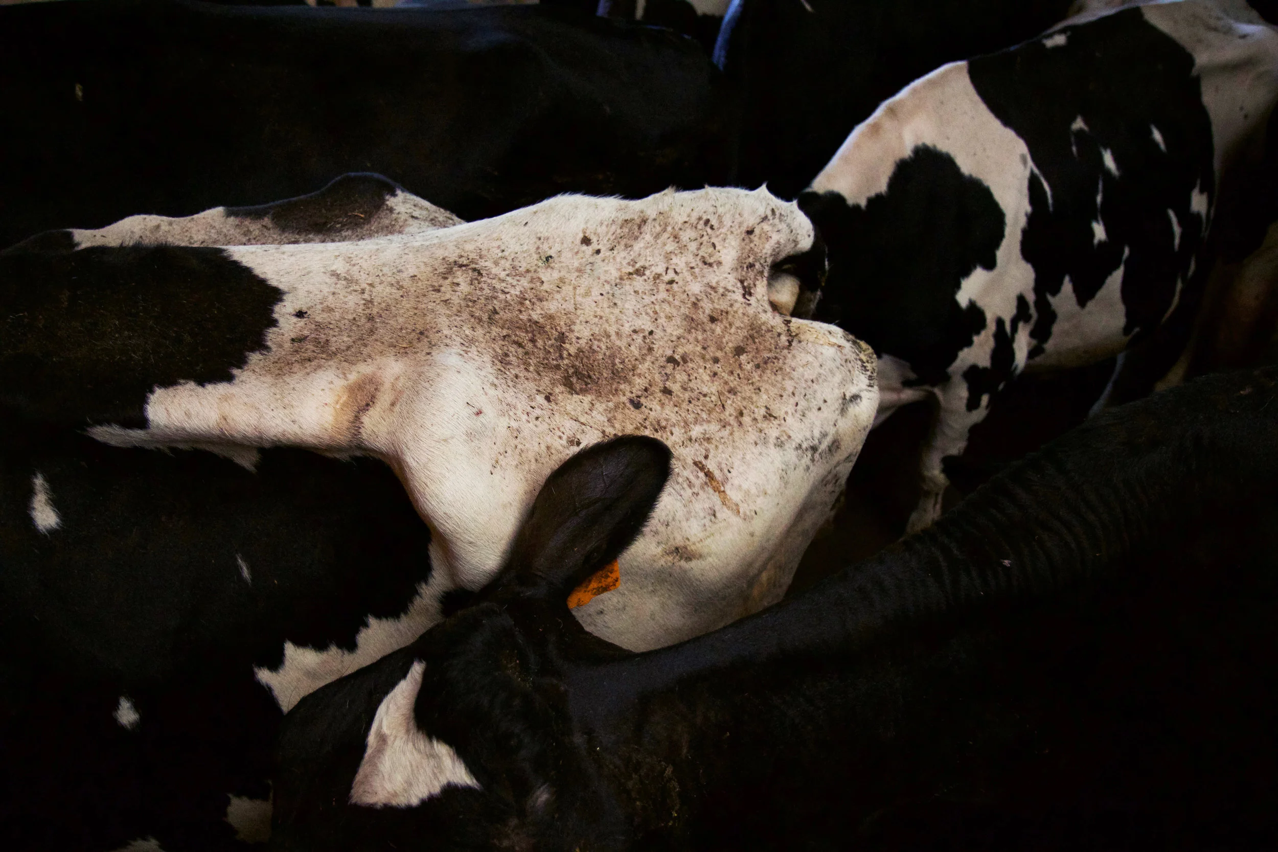 Dairy 8.jpg