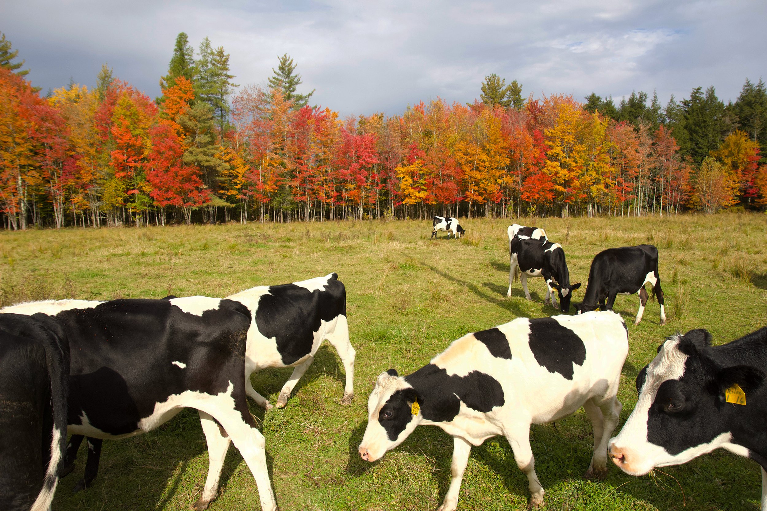 organic-cows-jericho-vermontpublic-reed-20221007.jpg