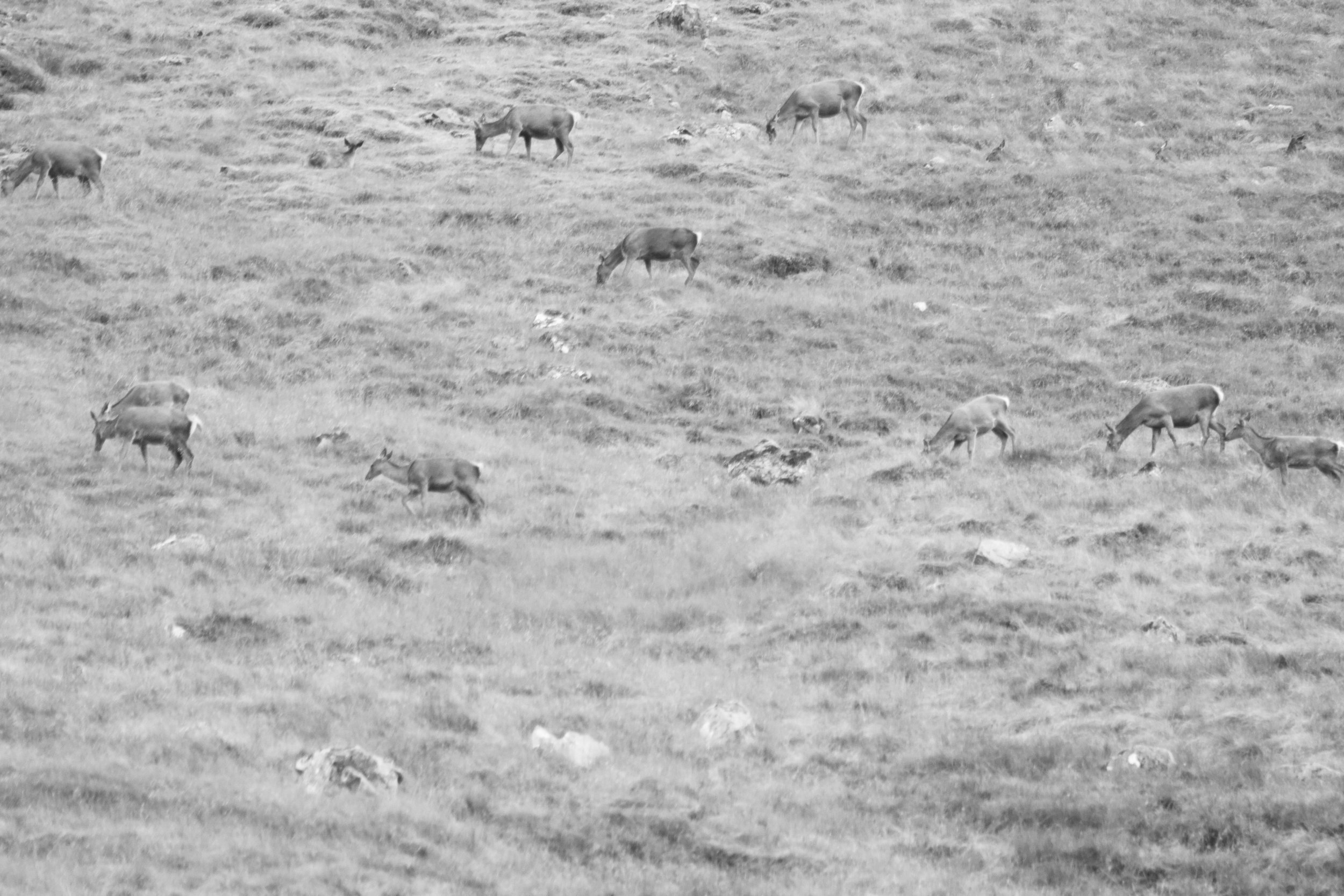 Scotland deer BW.jpg