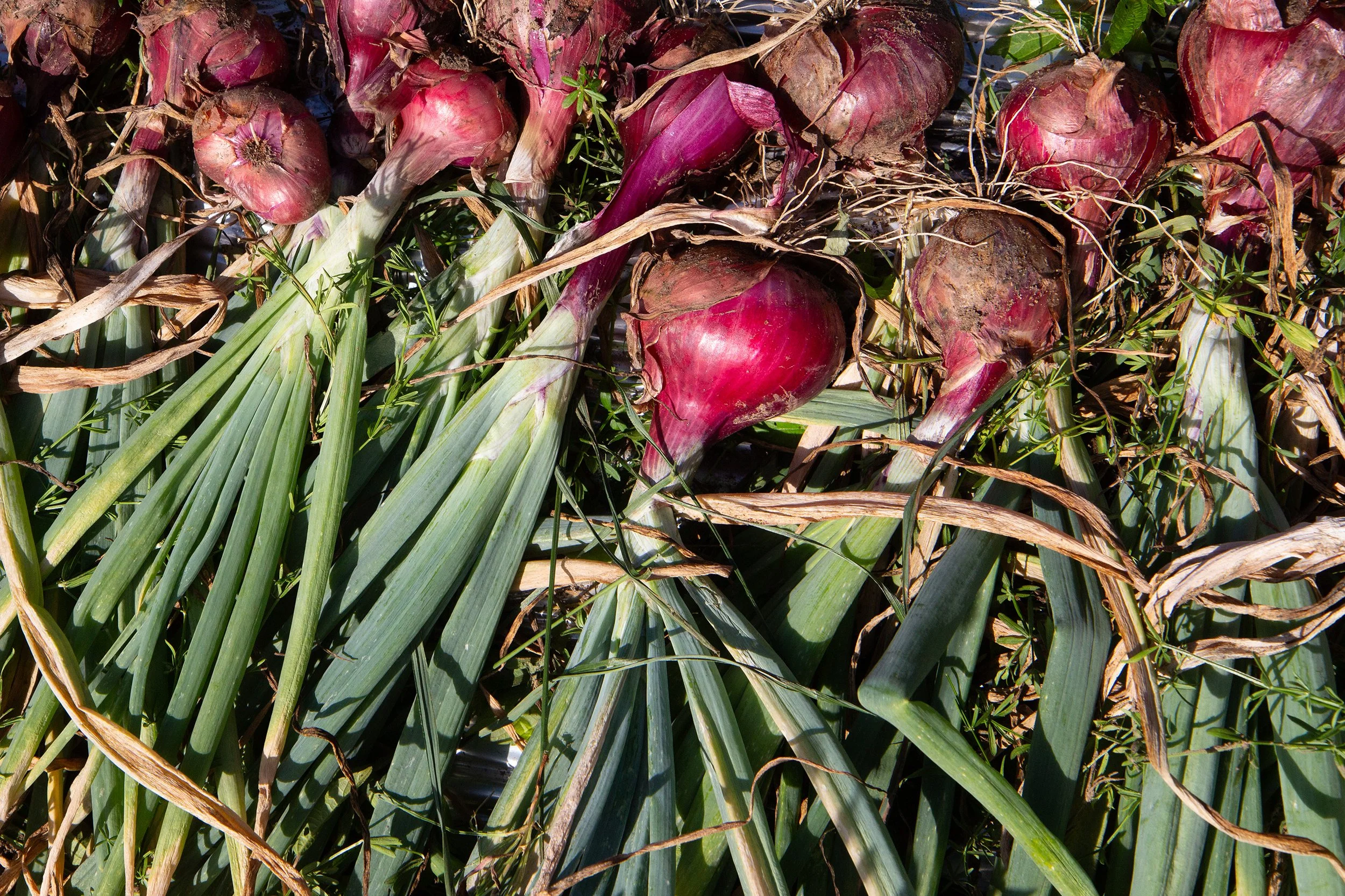 onions-farm-upstream-vermontpublic-reed-20250818.jpg