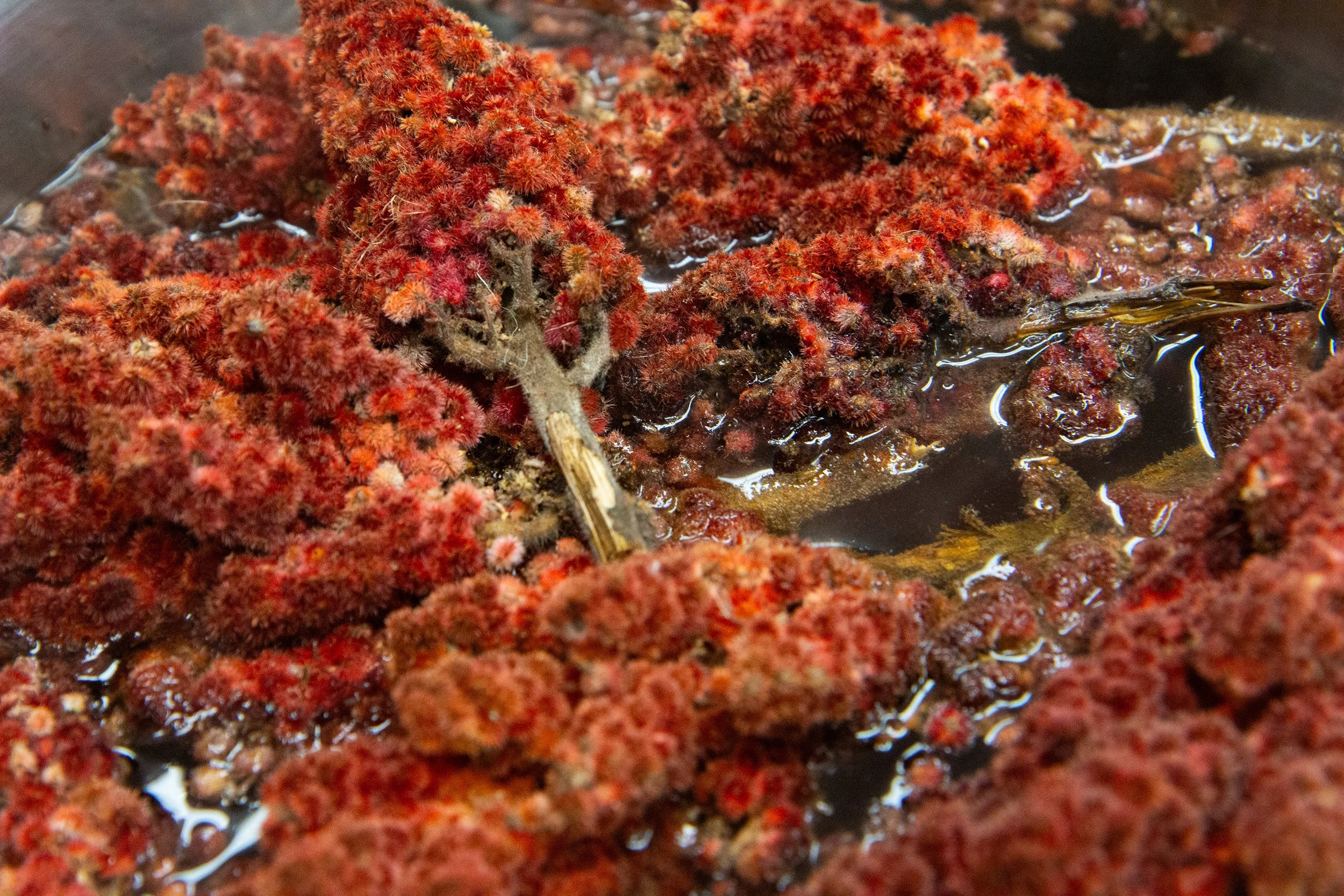 sumac-vermontpublic-reed-20250503.jpg