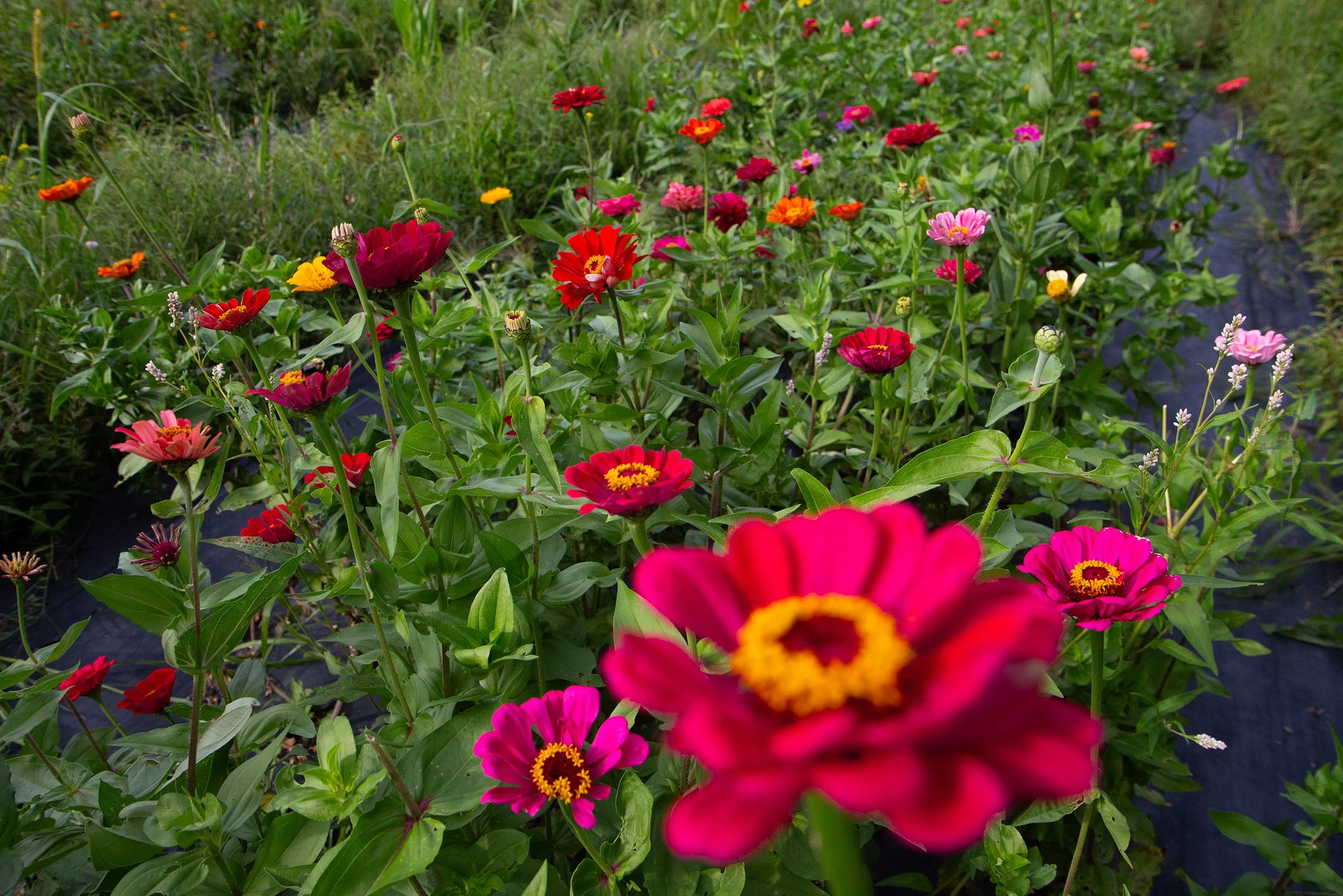 jericho-settlers-farm-flowers-vermontpublic-reed-20250818.jpg
