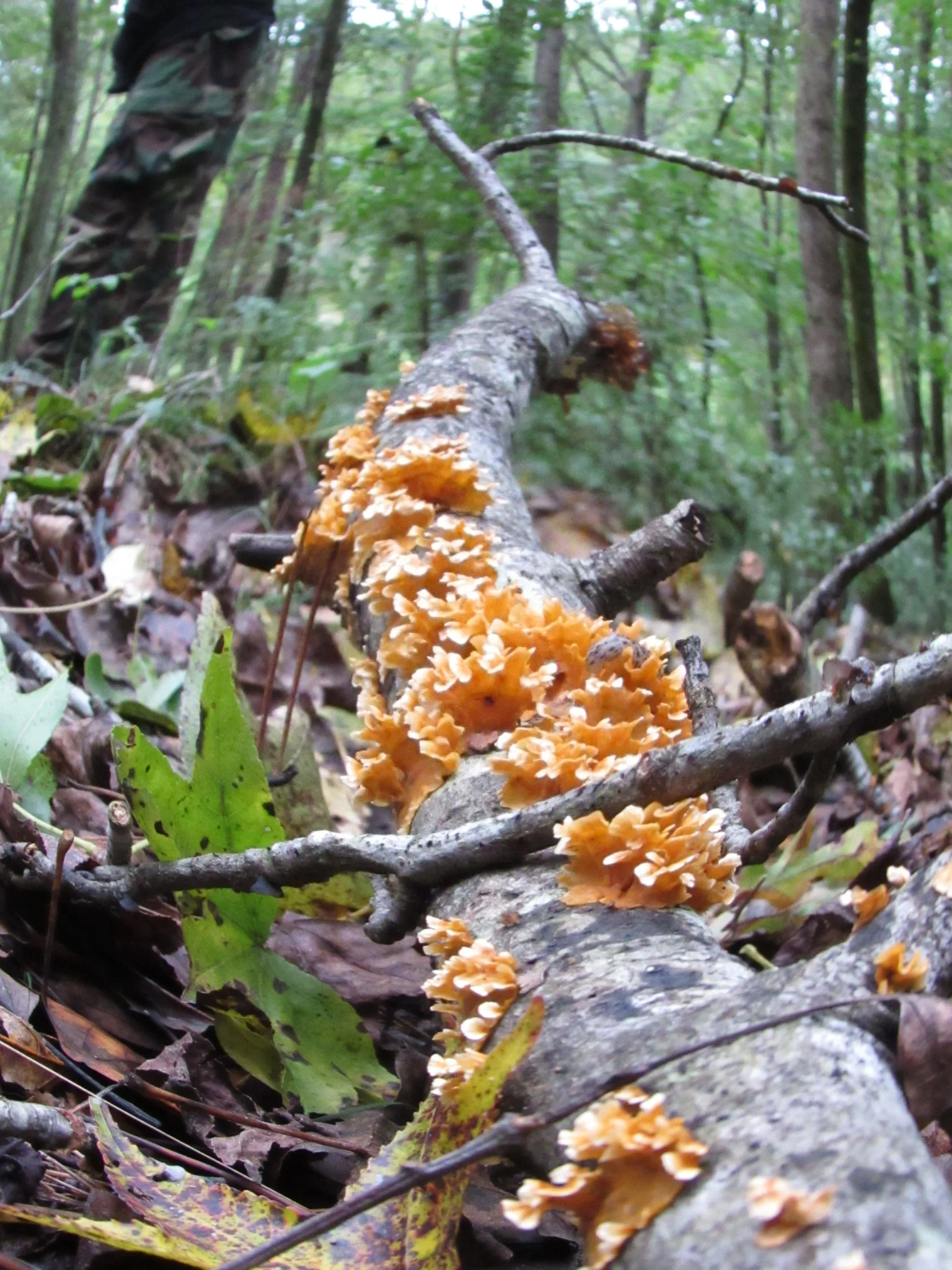 Chicken of the woods
