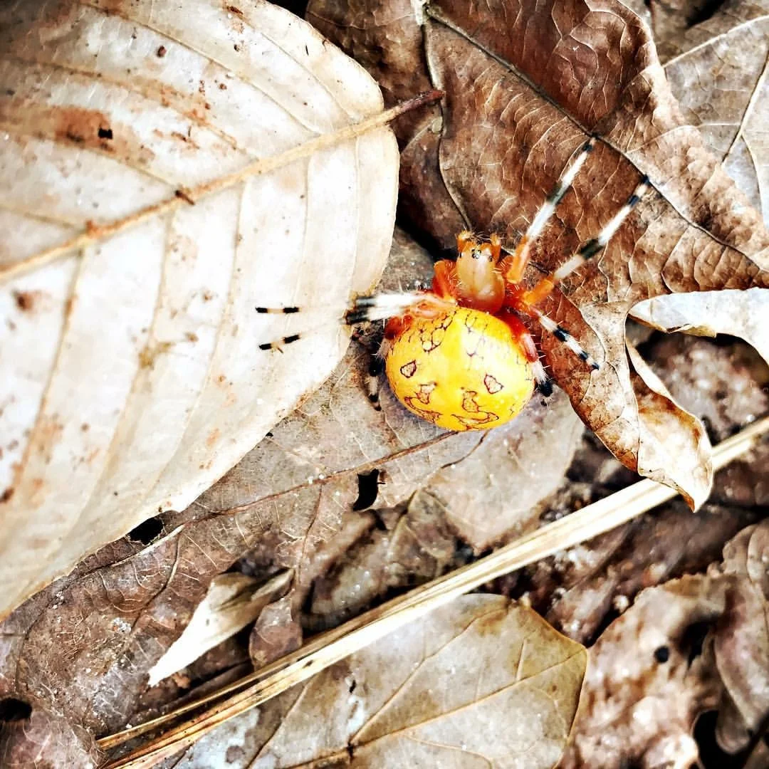 Marbled Orb Weaver