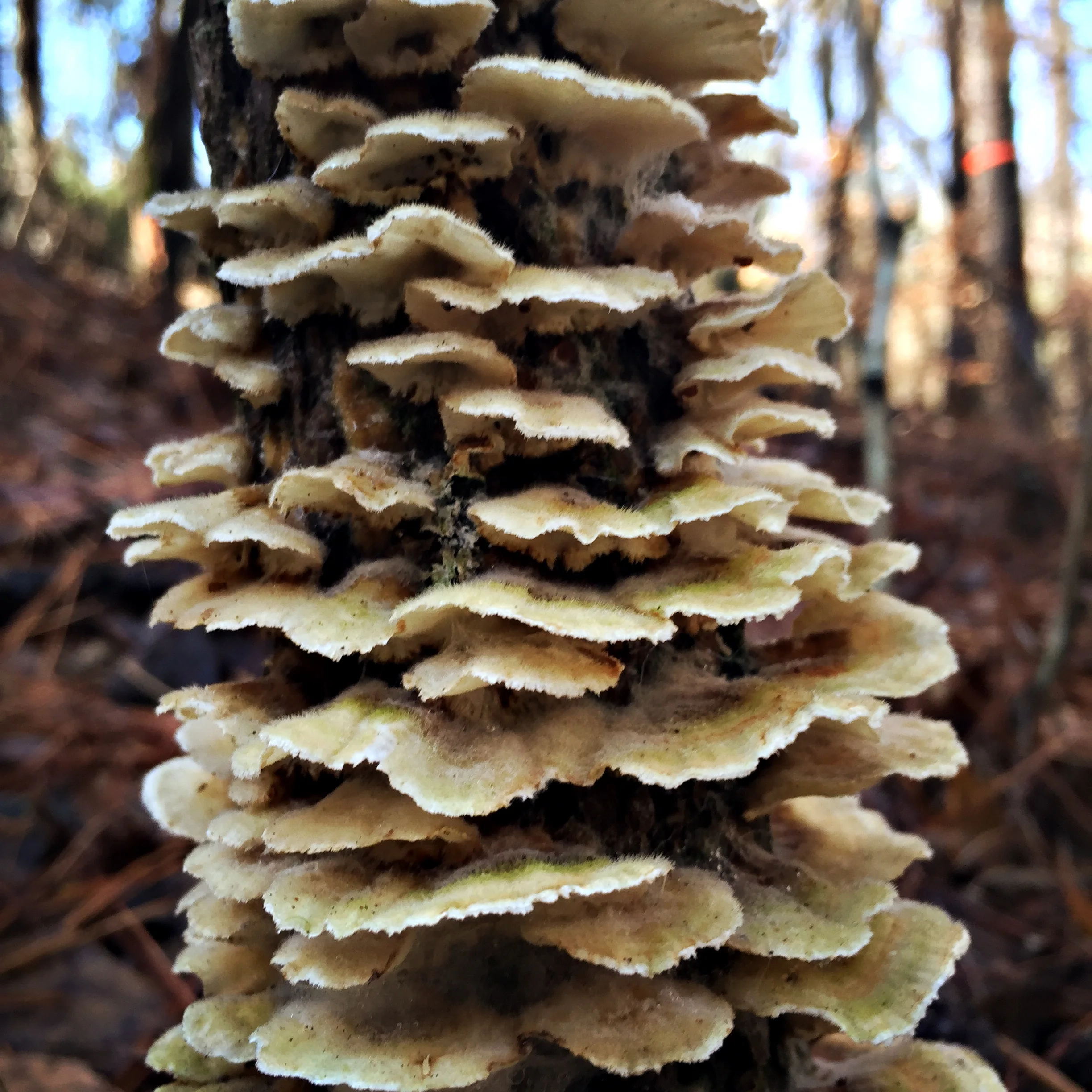 2015-12-26 11.04.26 HDR.jpg