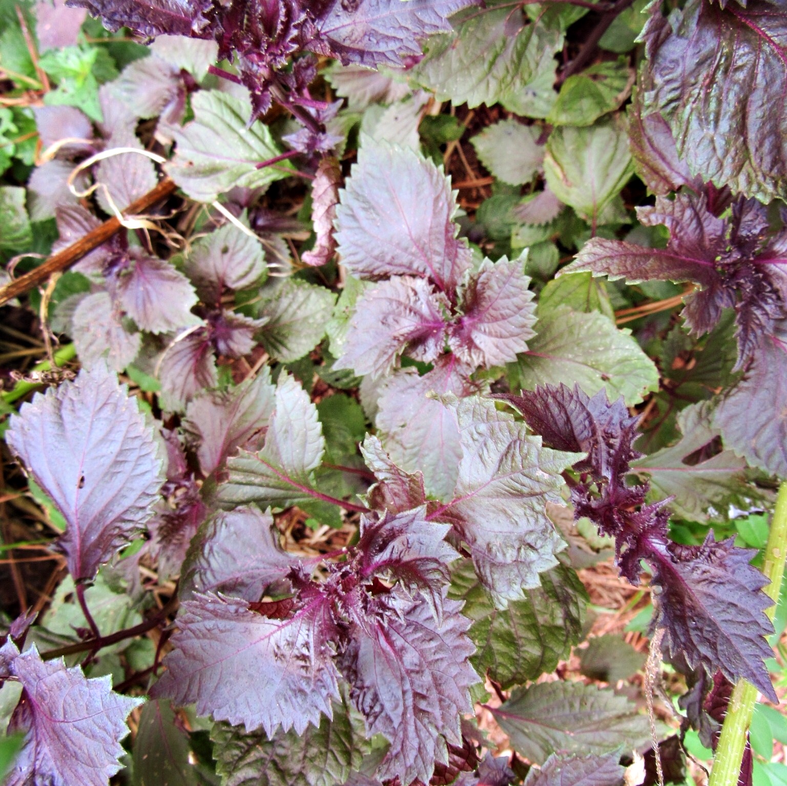 Purple Basil 