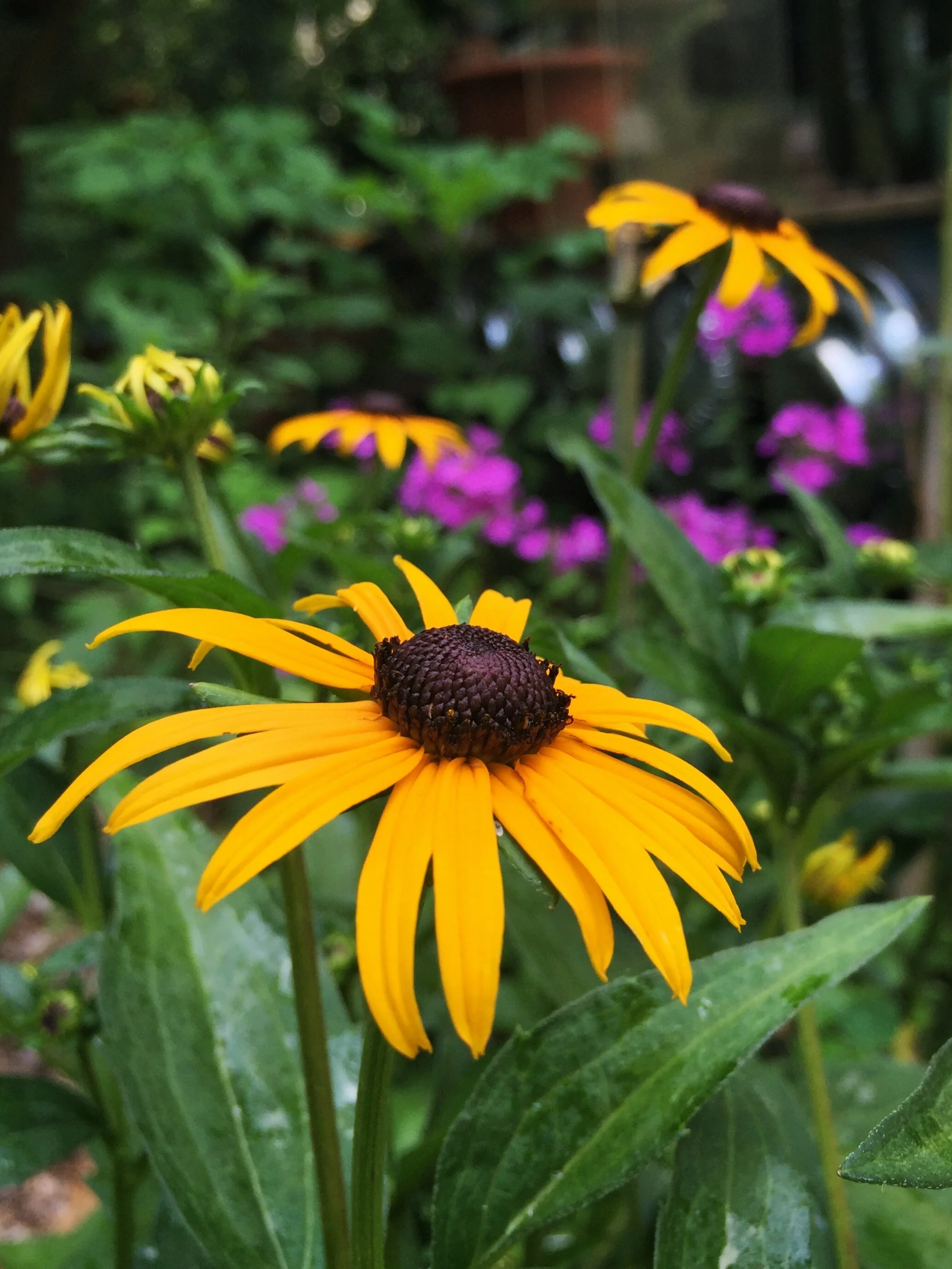 2018-07-07 14.51.18.jpg