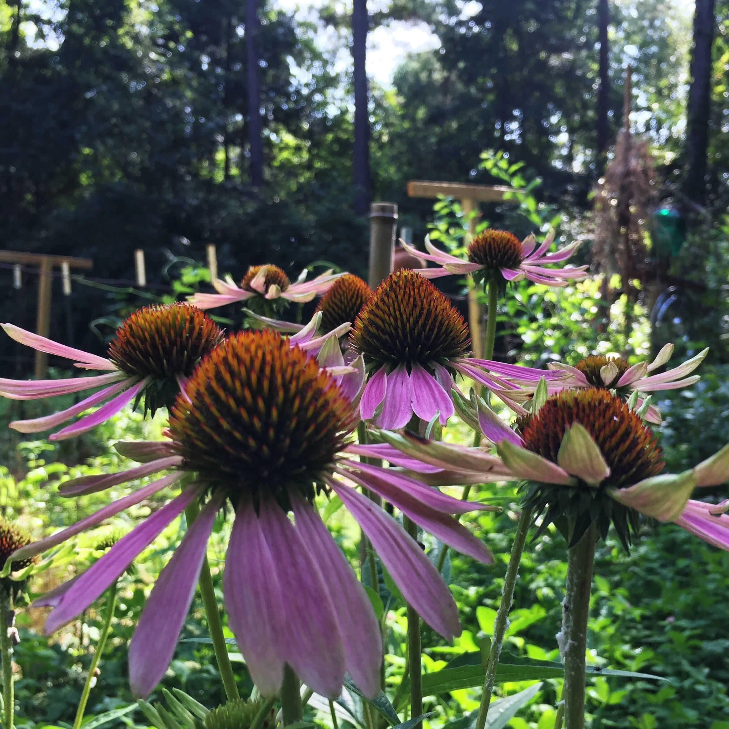 2019-07-07 09.22.19.jpg