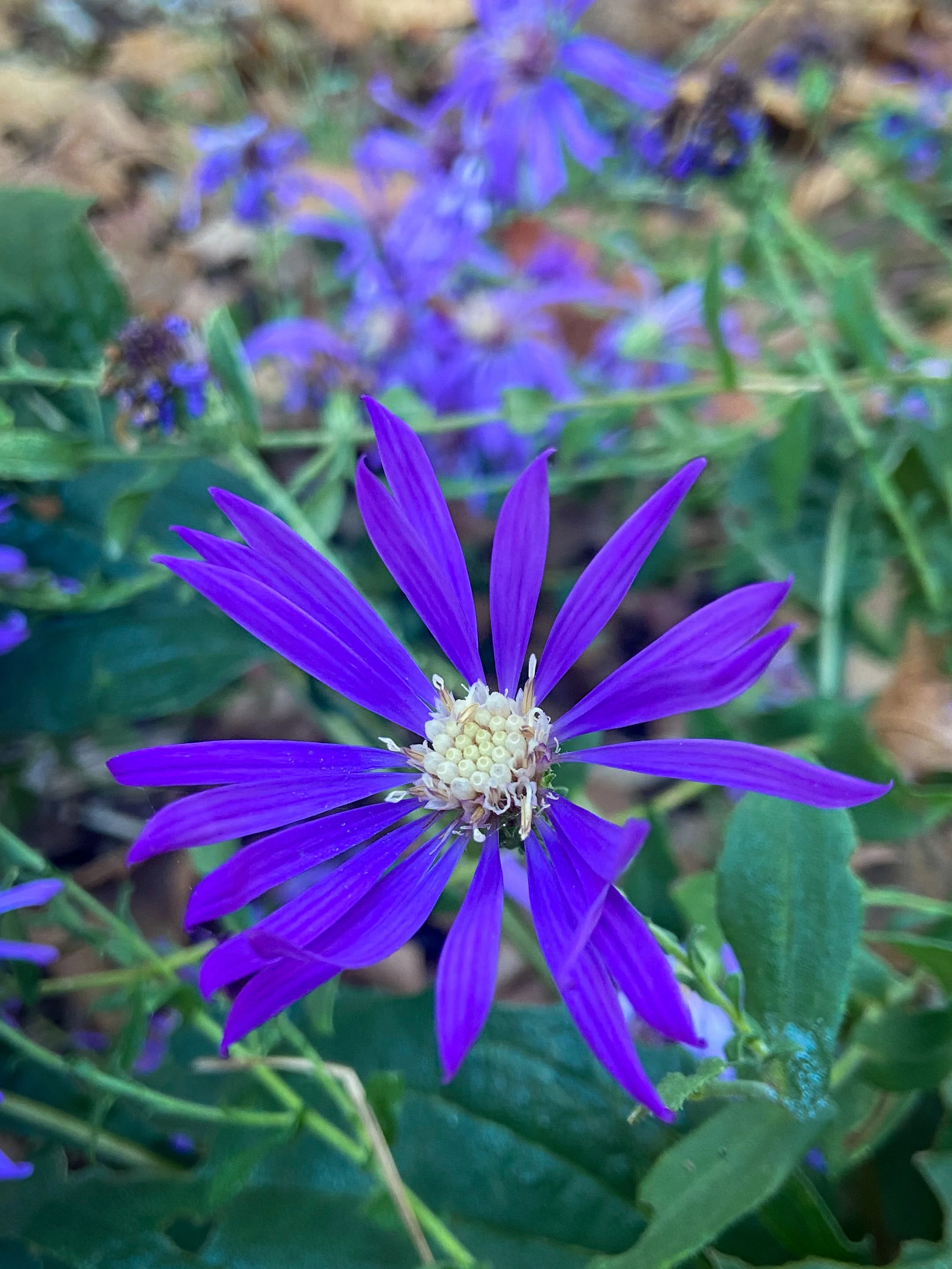 2025-10-21 09.09.55-1.jpg