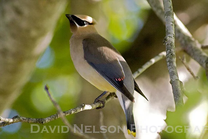 Cedar Waxwing