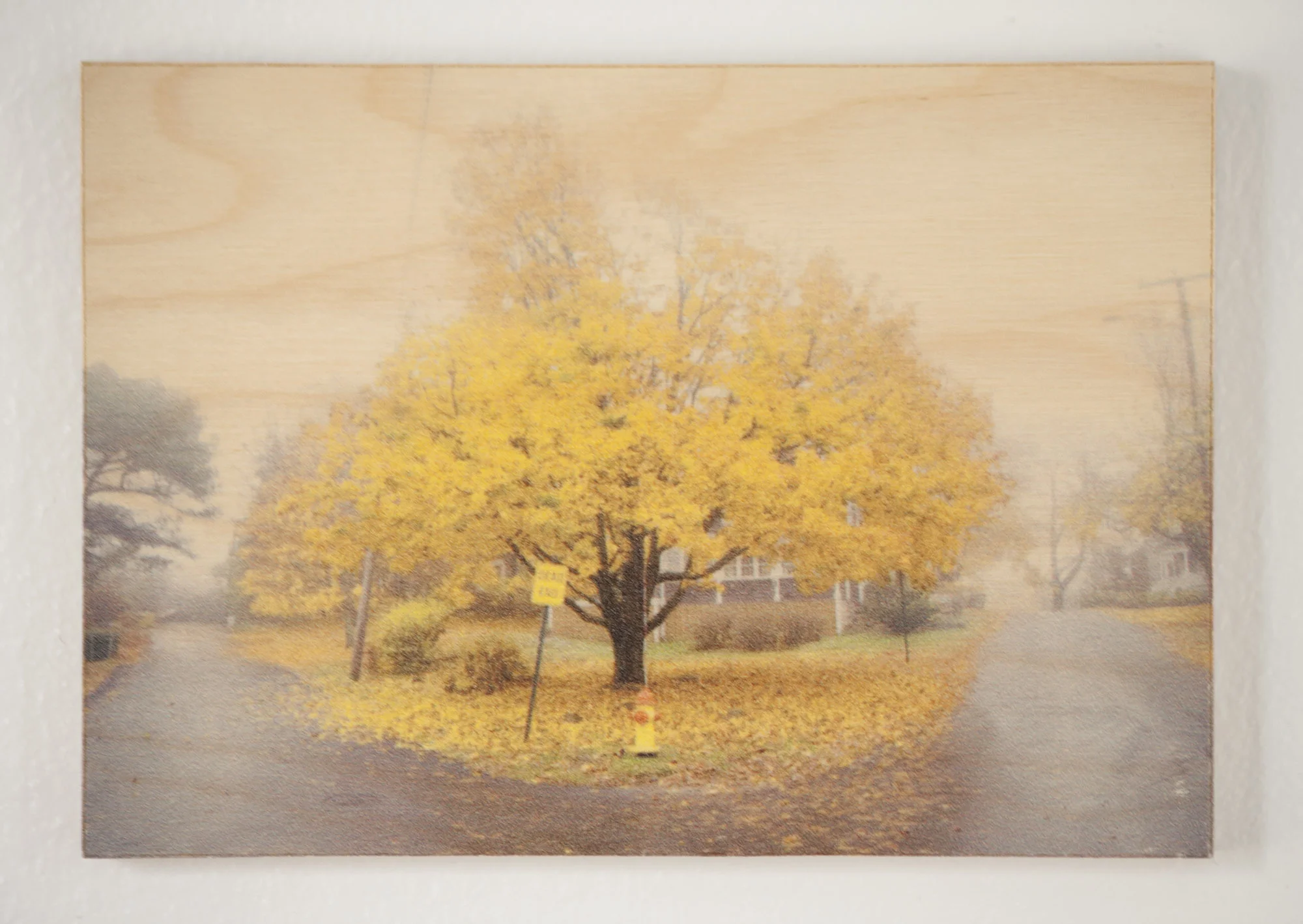 Fall, Biddeford Pool, Maine