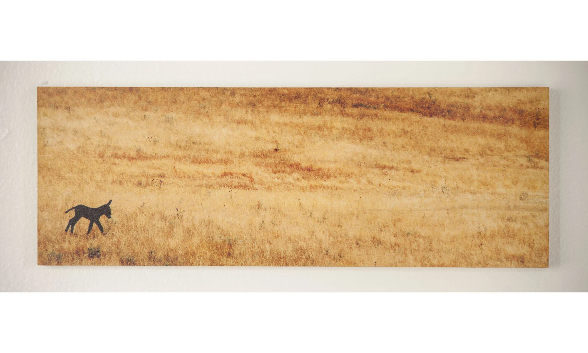 Baby Donkey, Assissi