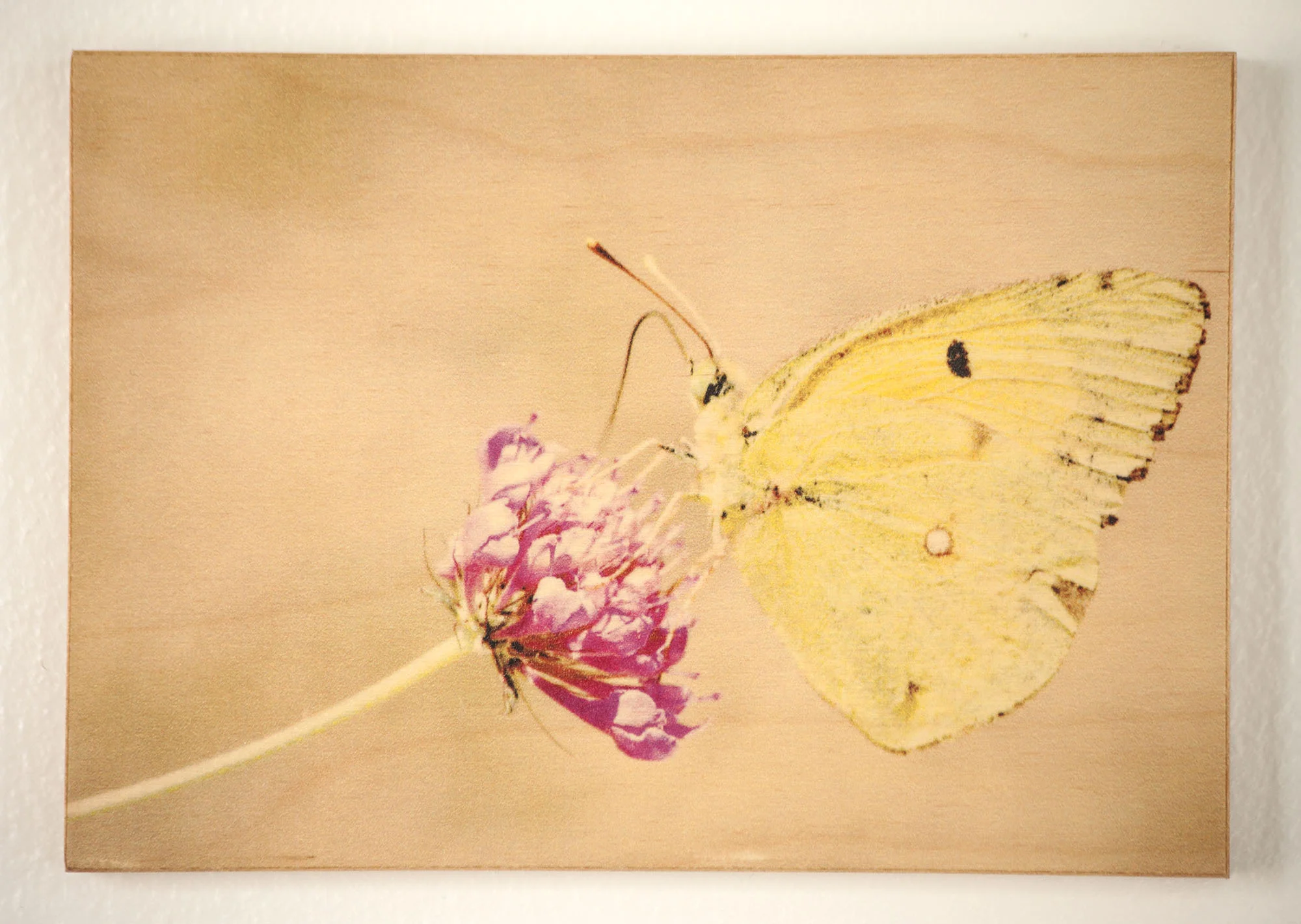 Yellow Butterfly, Assissi, Italy