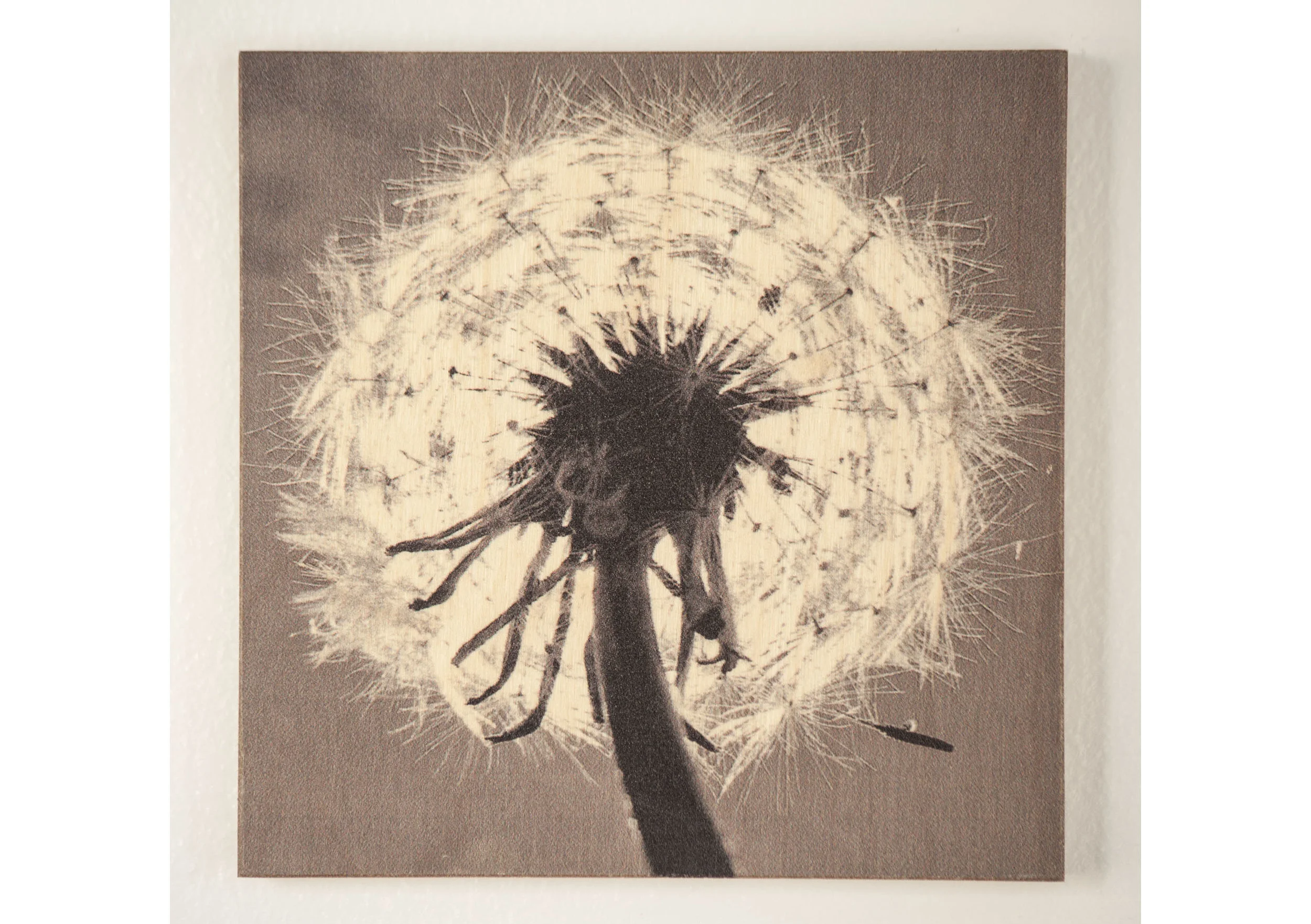 Dandelion from Below