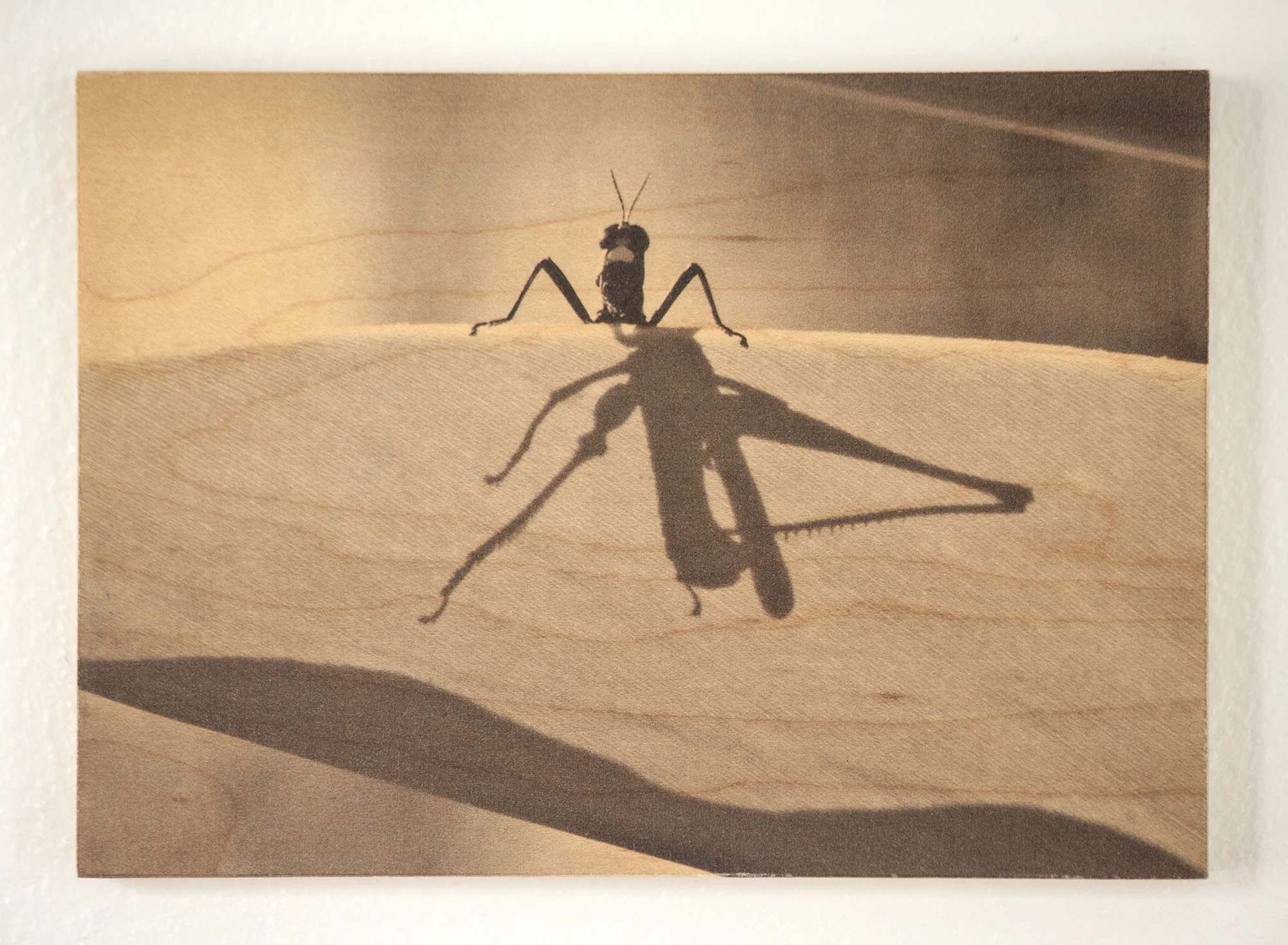 Peeking Grasshopper, Peru