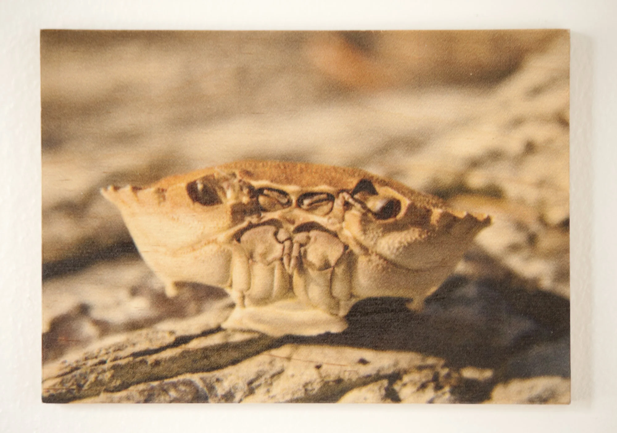 grumpy_crab.jpg