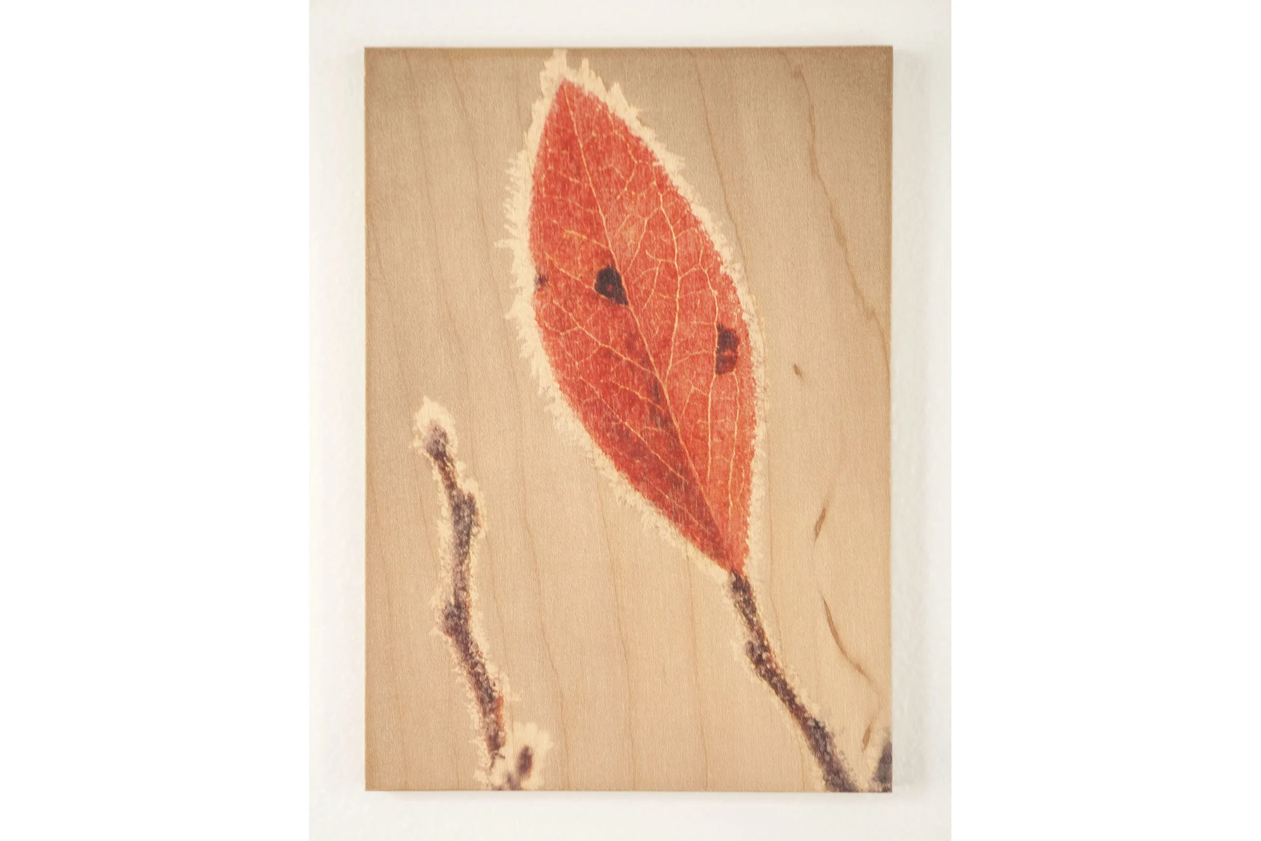 Red Frosted Leaf, Saco Heath