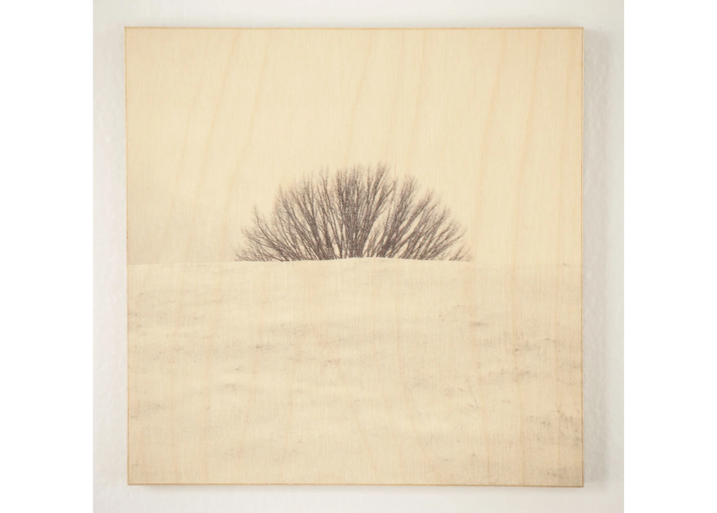 Half Tree, Washington, DC