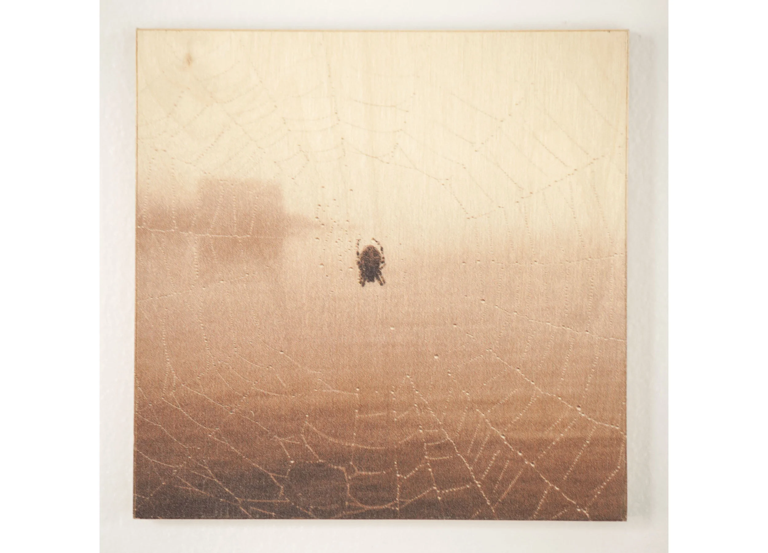 Spider Web, Big Tancook Island, Nova Scotia