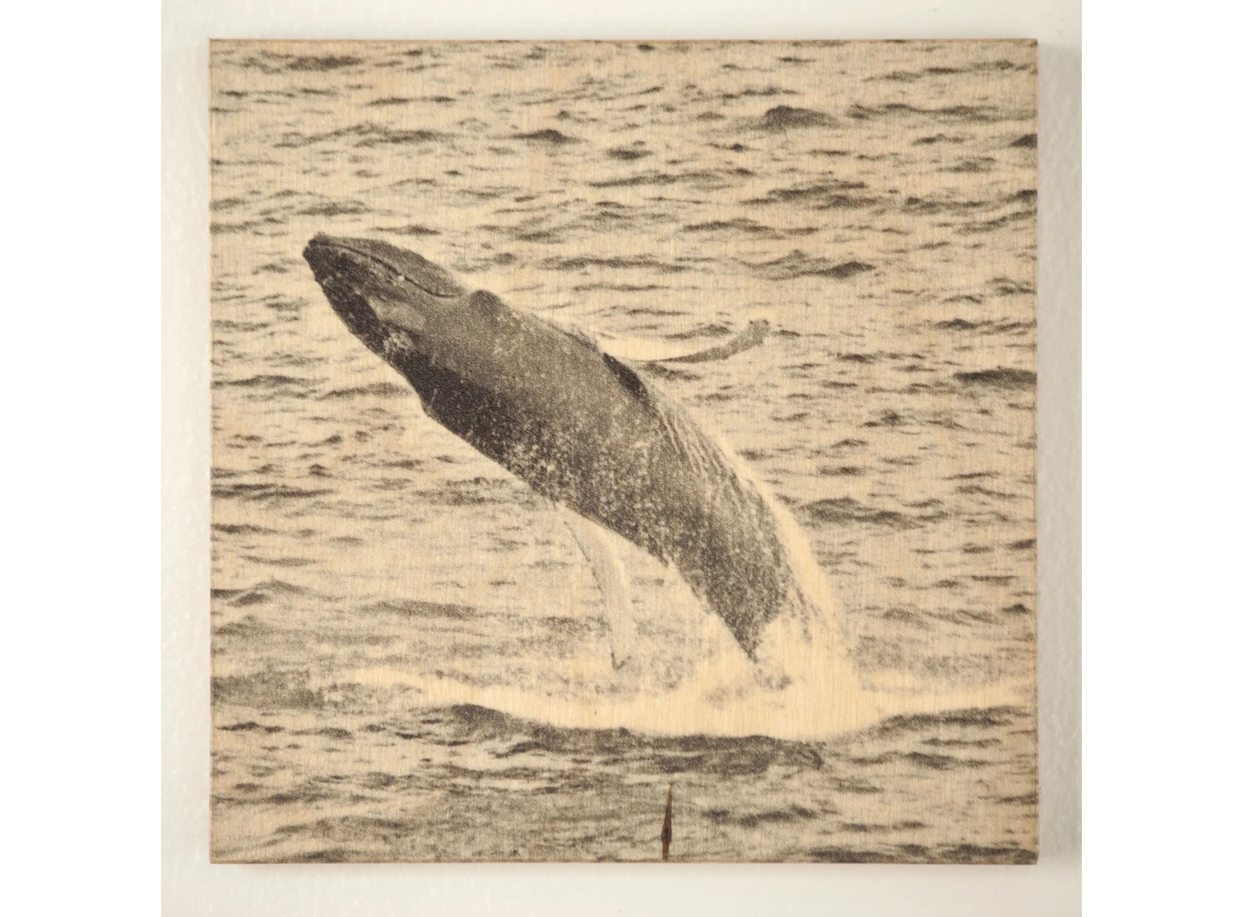 Humpback Full Breach II, Newfoundland