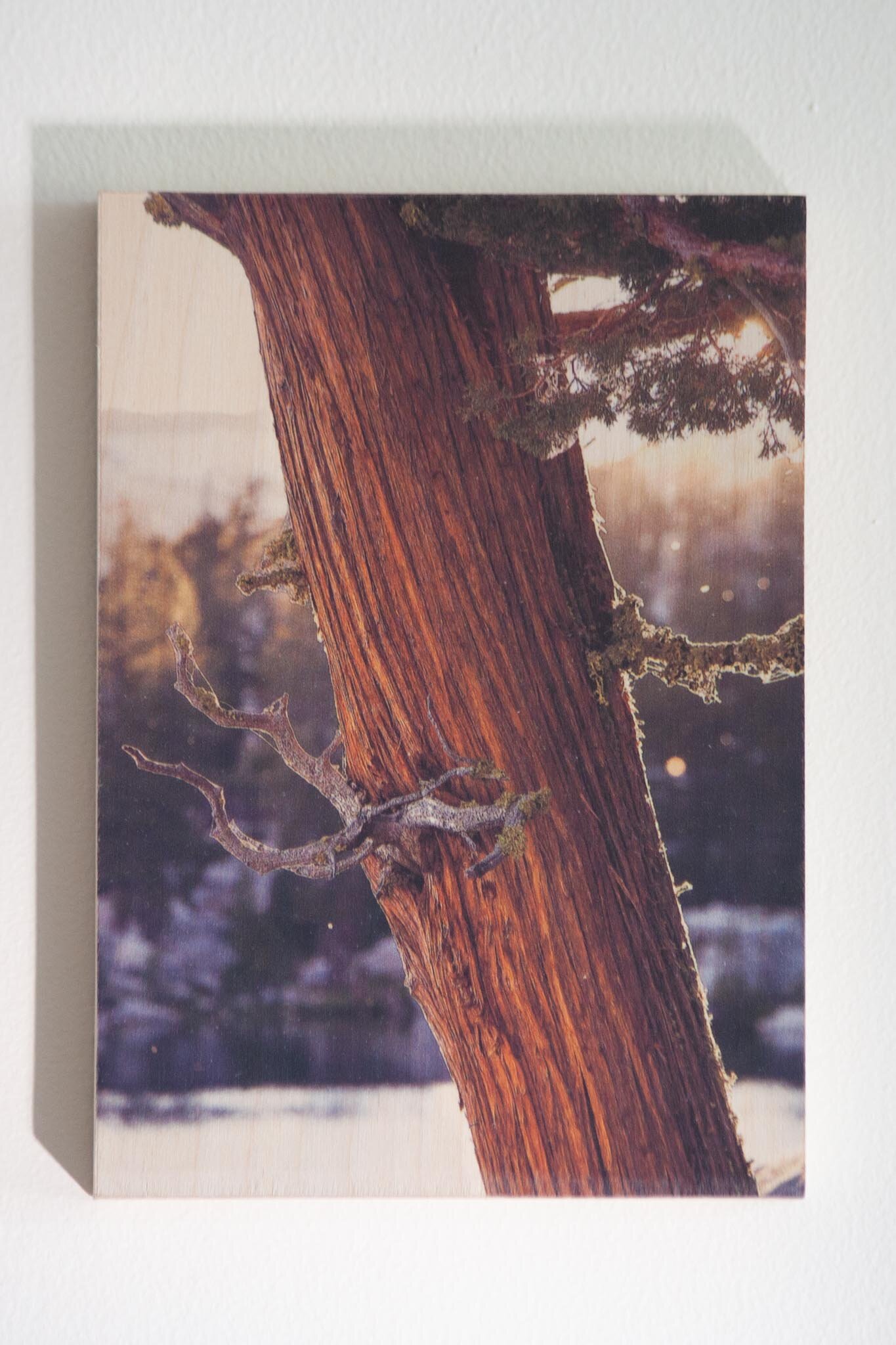 Cedar Sunset, Sierra Nevada