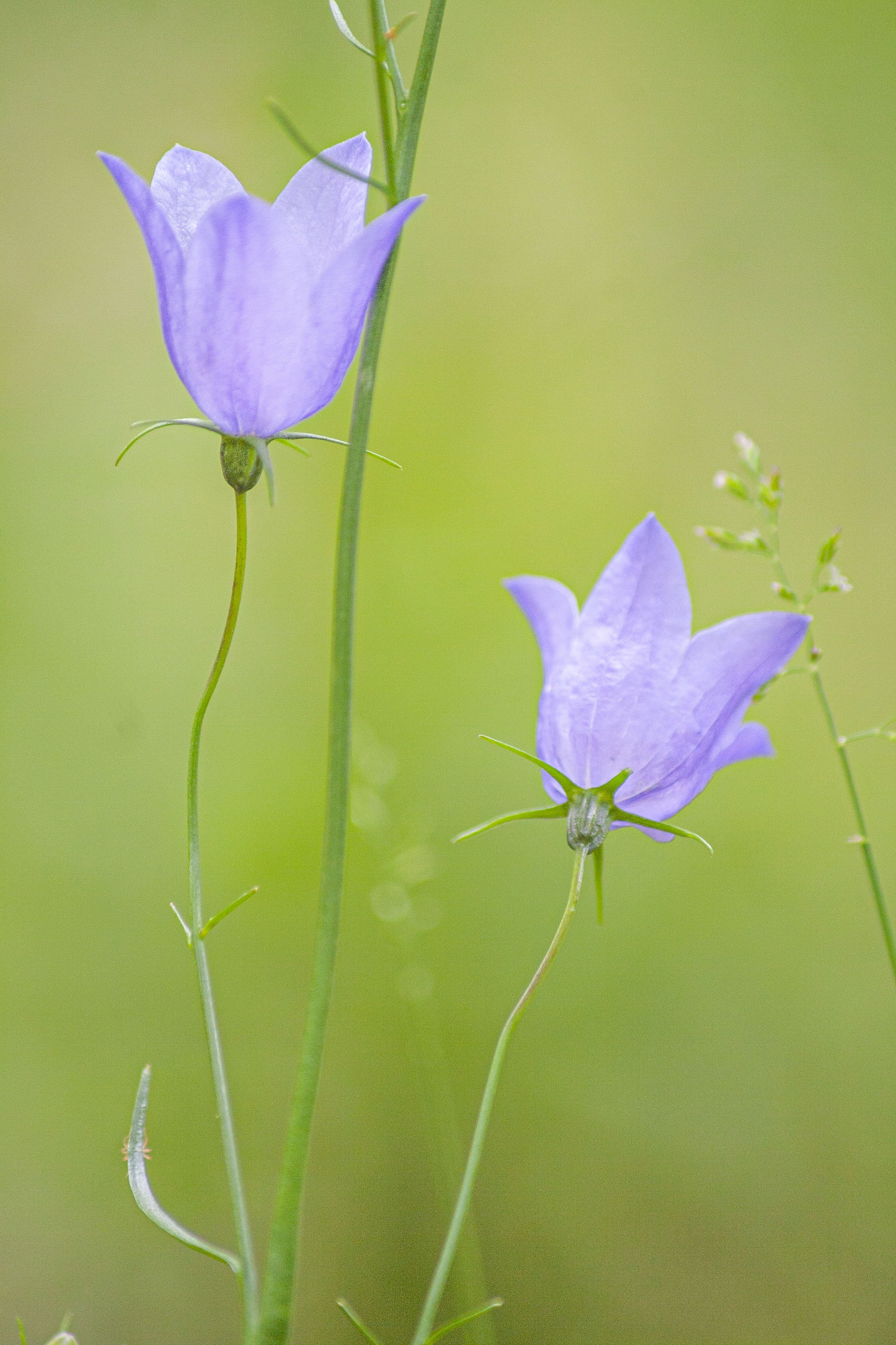 Purple Flowers