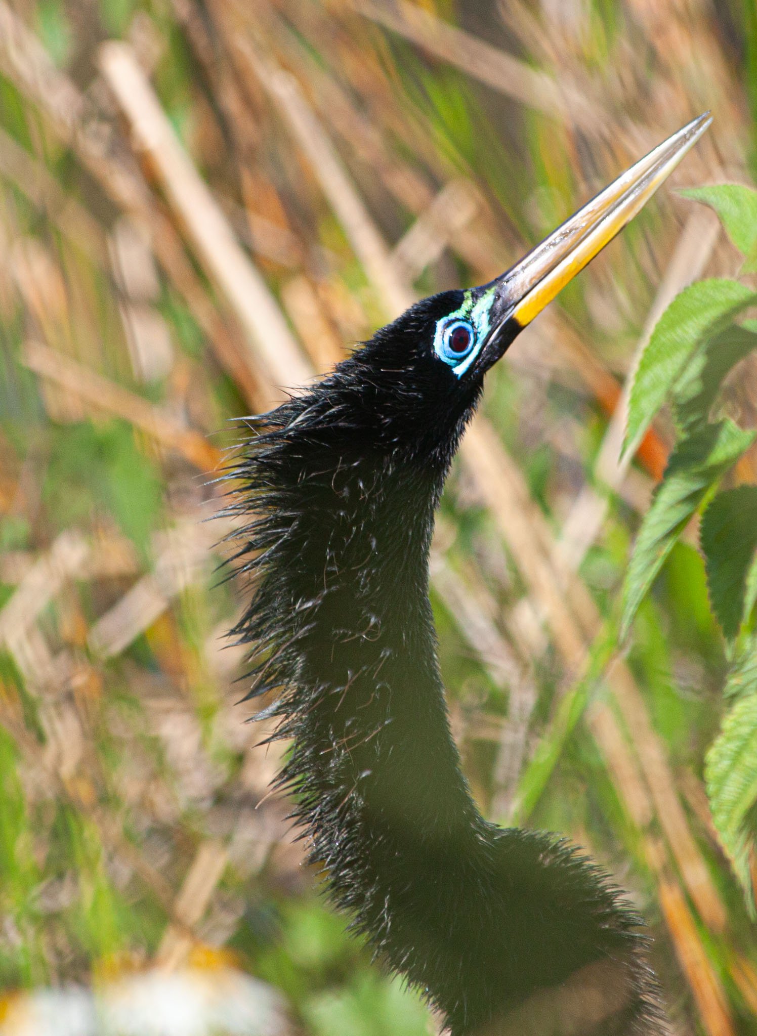 Male Anhinga, Breeding Plumage