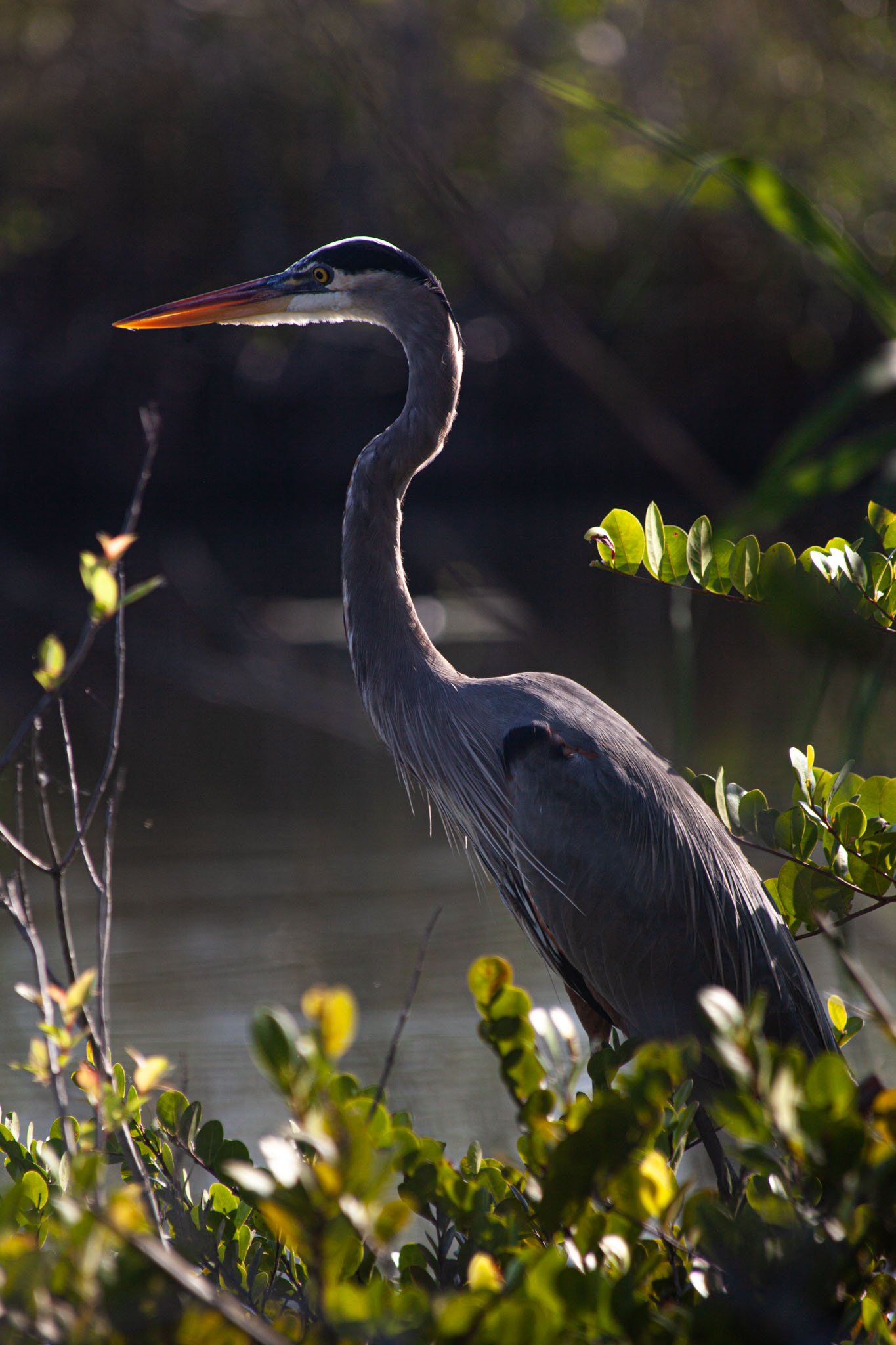 Great Blue Heron, Backlit