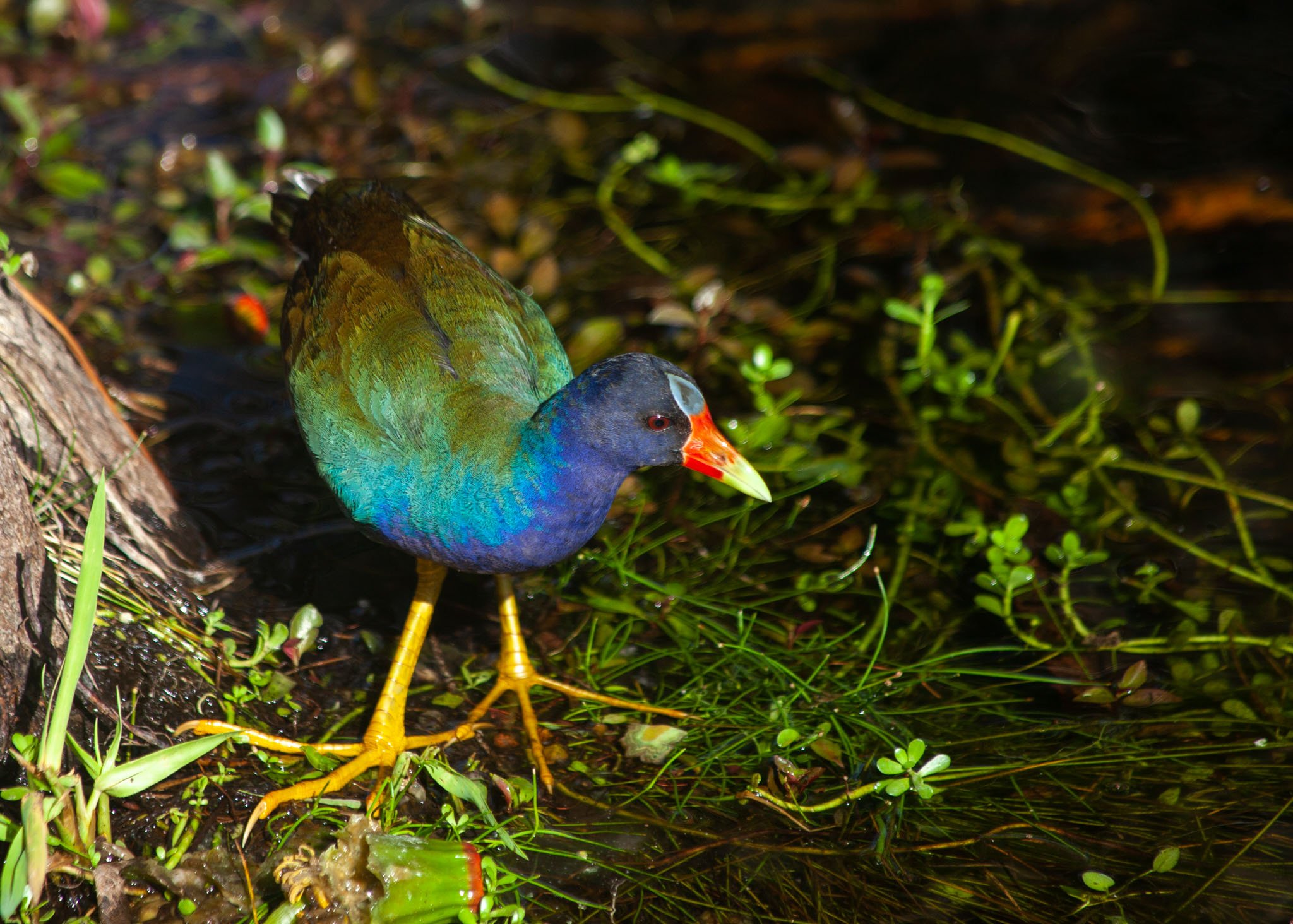 Gallinule, Everglades