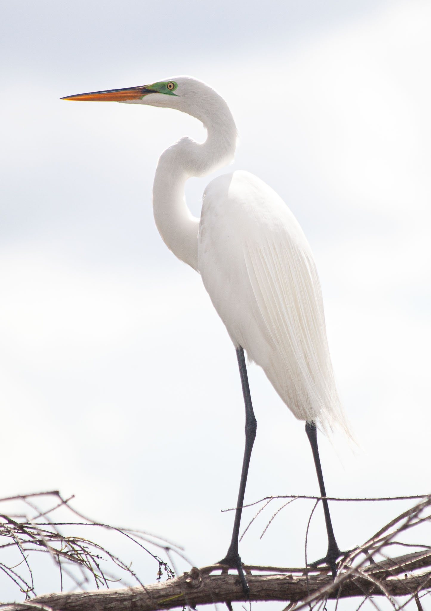 Great White Egret