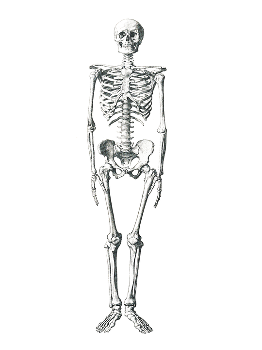 skeleton-504784_960_720.png