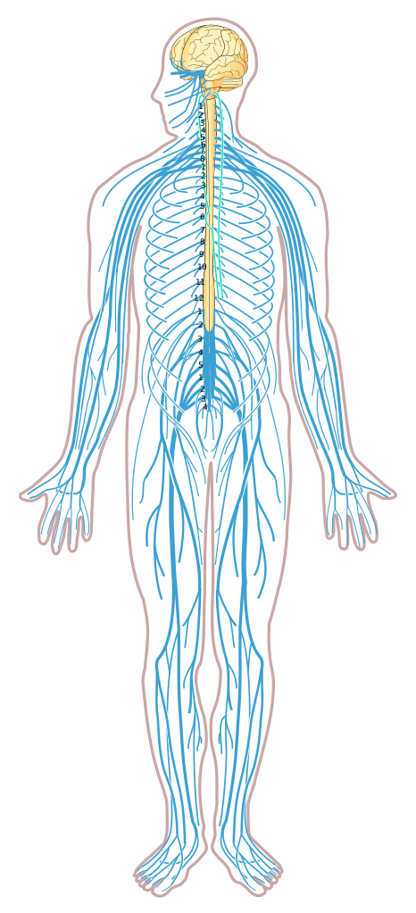 Nervous_system_diagram_unlabeled.svg.png