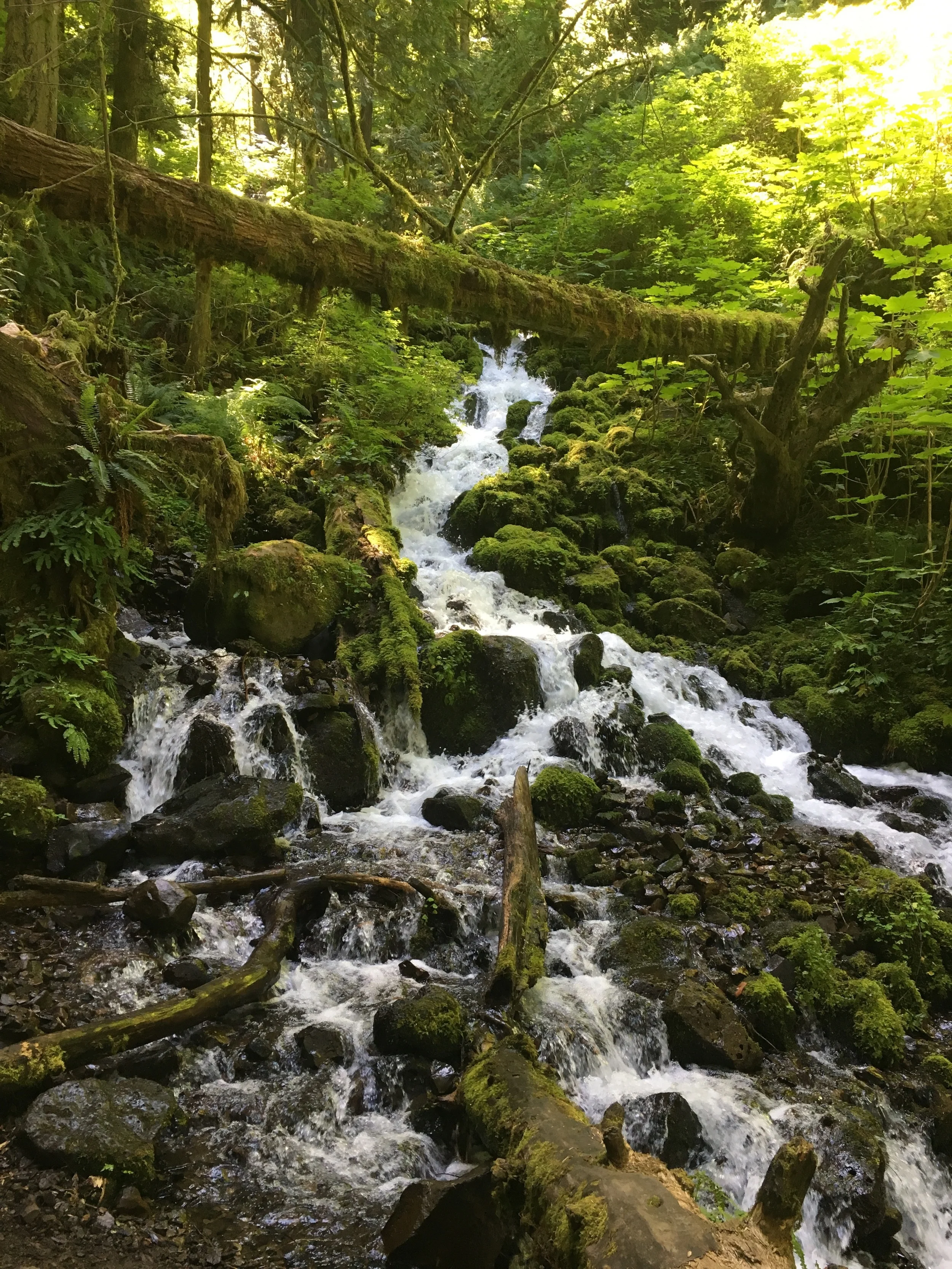 This was by far the most breathtaking of the four falls I saw today. The amount of greenery and wildlife surrounding the falls was incredible, there were birds flying everywhere and a few of the bushes also had some delicious salmon berries growing on them.