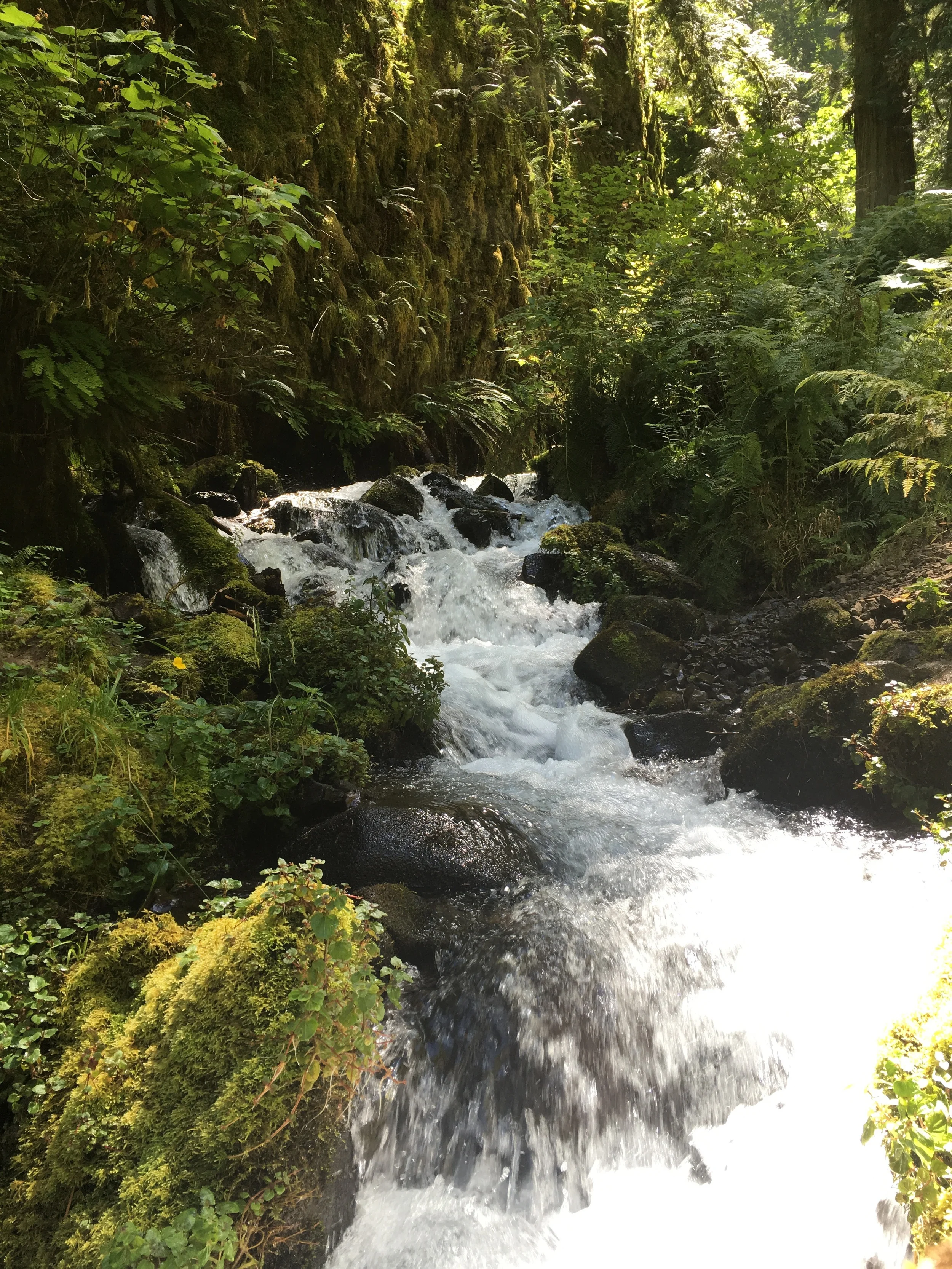 This was the ending of the Wahkeena Springs, a large spring/pond area before starting the Wahkeena Trail. Although it didn't technically runoff into a waterfall, the amount of power going through this current definitely could've knocked someone off their feet! The springs were beautiful as well, that's where I stopped to have a peaceful lunch before making the rest of the trek. 