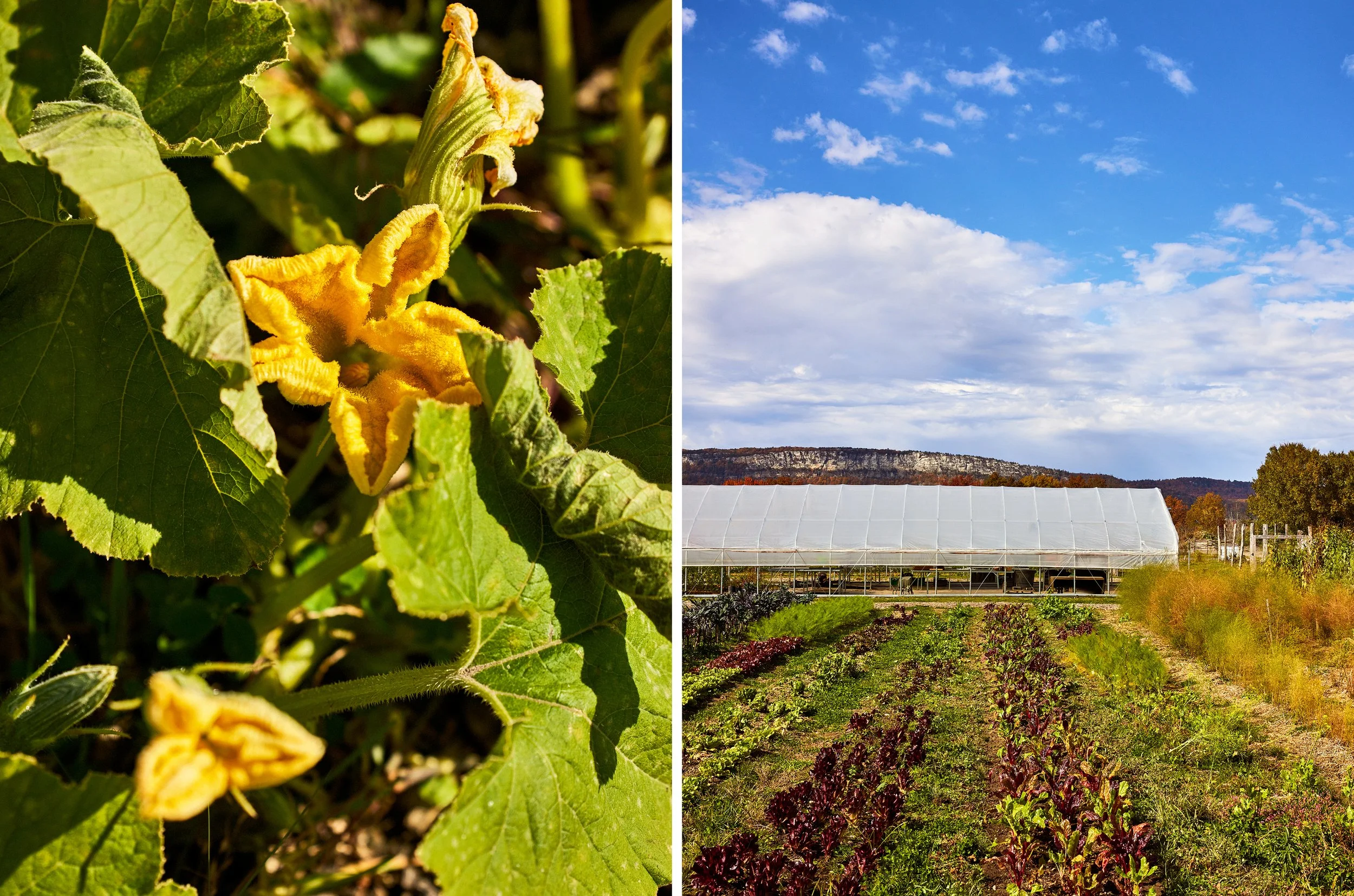 NoeDeWitt_Auberge_WildflowerFarms_Copyright-2024_020.jpg