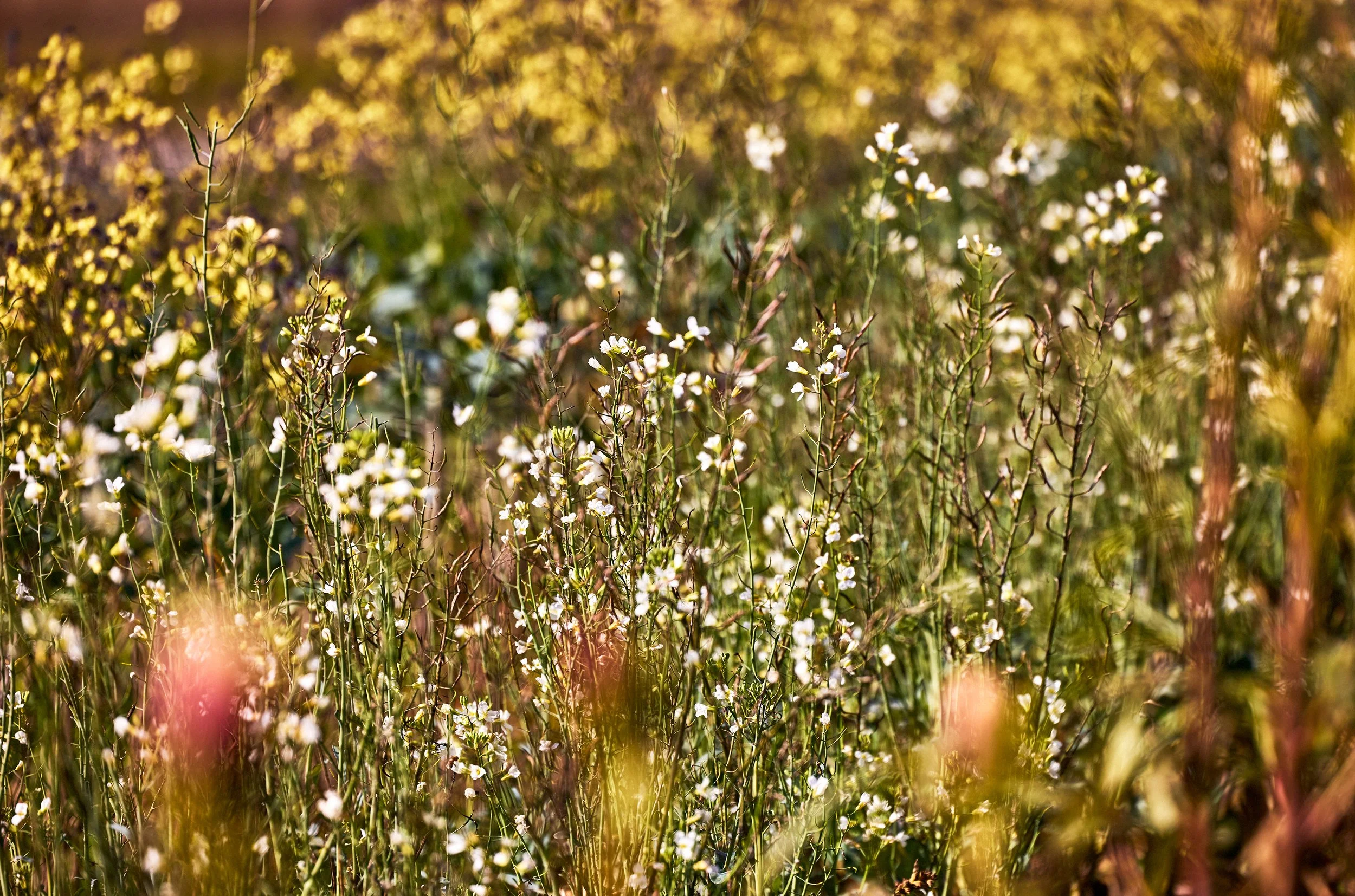 NoeDeWitt_Auberge_WildflowerFarms_Copyright-2024_021.jpg