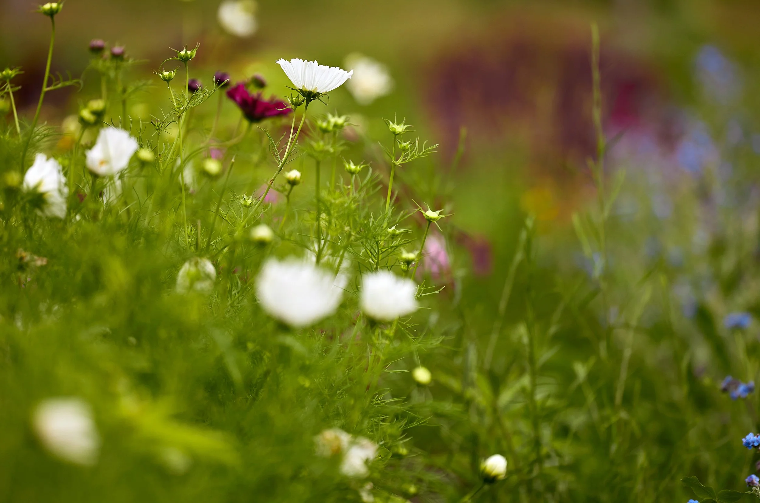 NoeDeWitt_Auberge_WildflowerFarms_Copyright-2024_050.jpg
