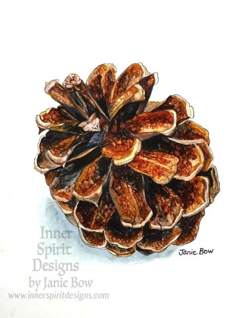 PINECONE-on-white-TO-SHOW-OTHERS.jpg