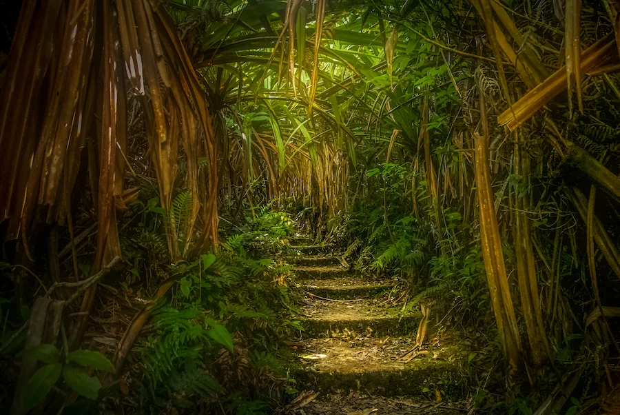 jungle-path-in-sumatra-PCHEATB copy.jpg
