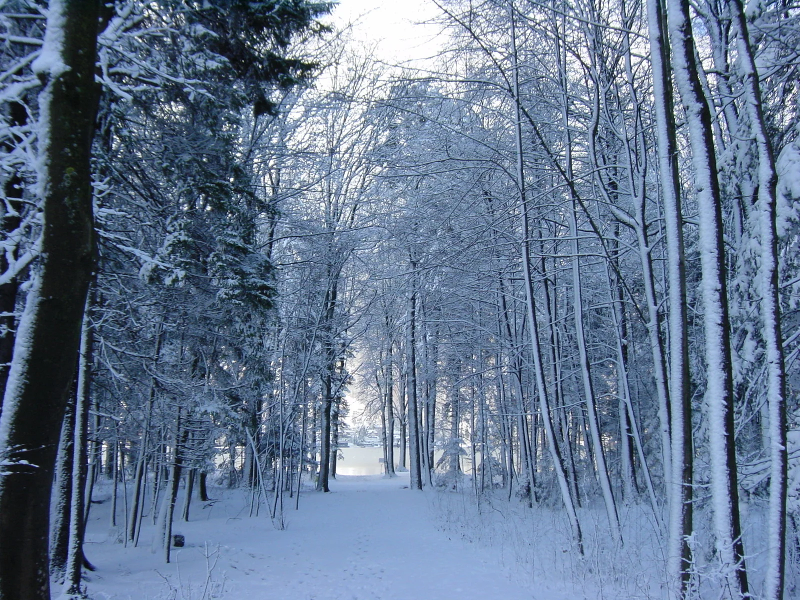 Image courtesy of: FreeImages.com/rolve