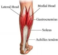 Achilles Tendon.jpg