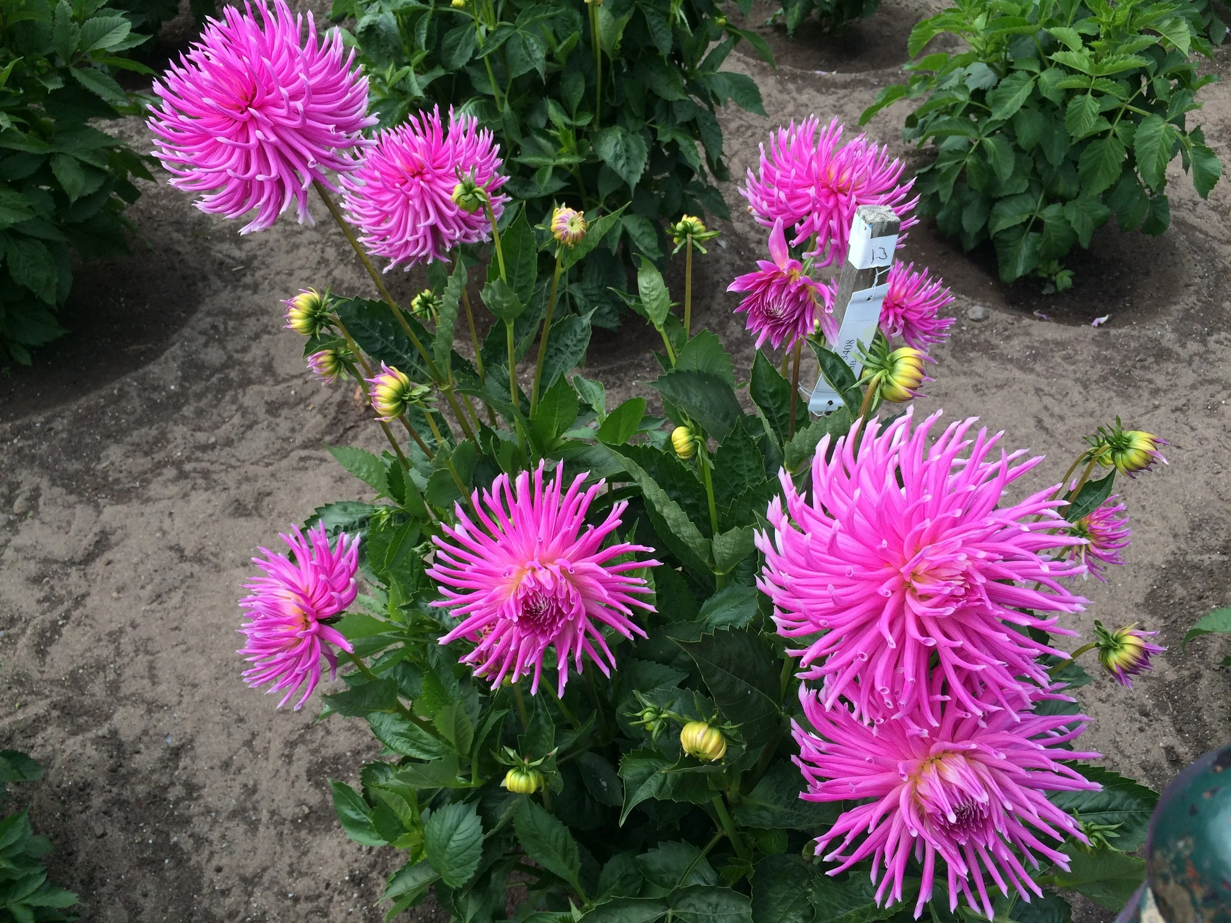 Strengthening the Heart