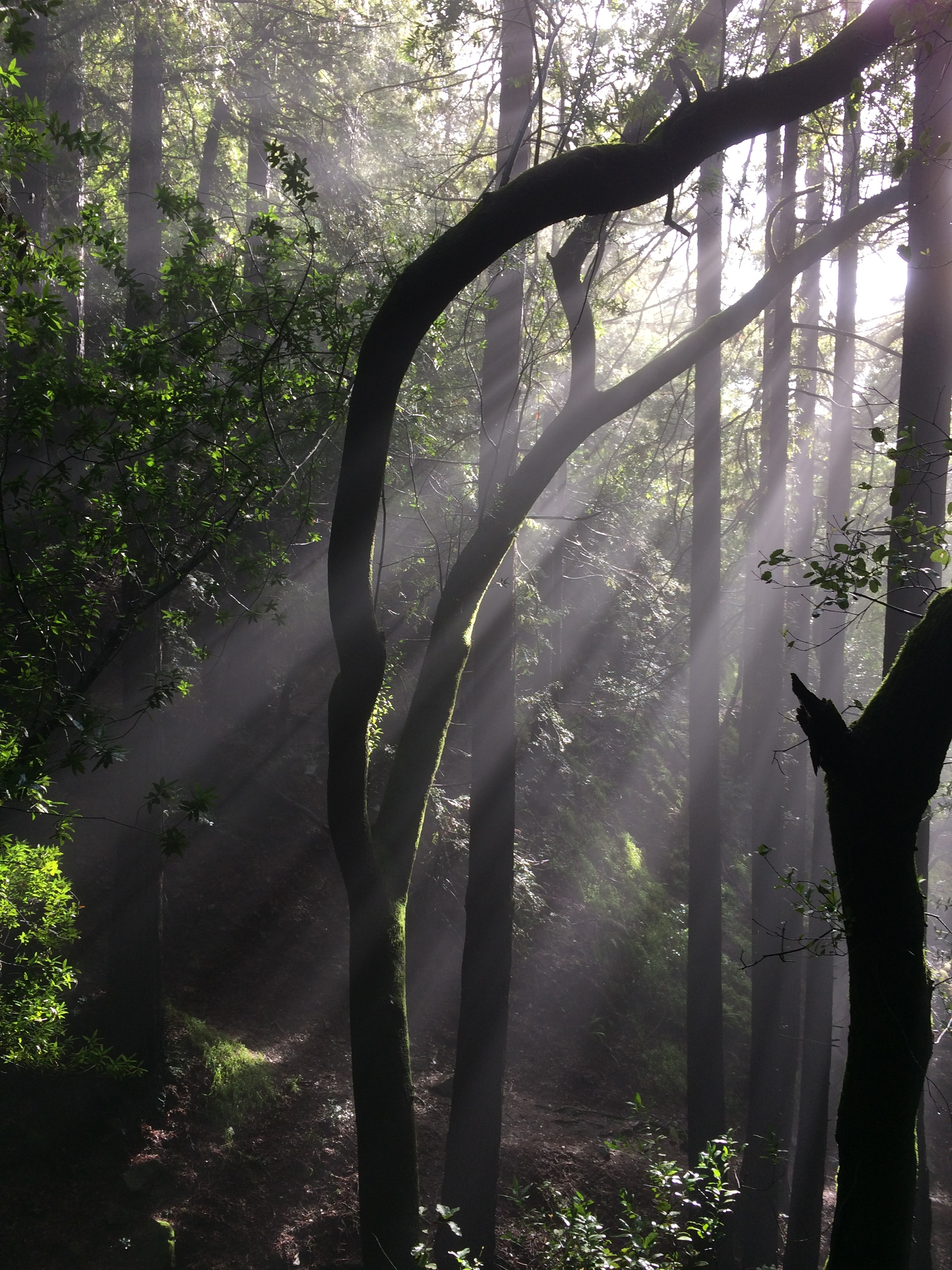 Inner Listening for the Revolution