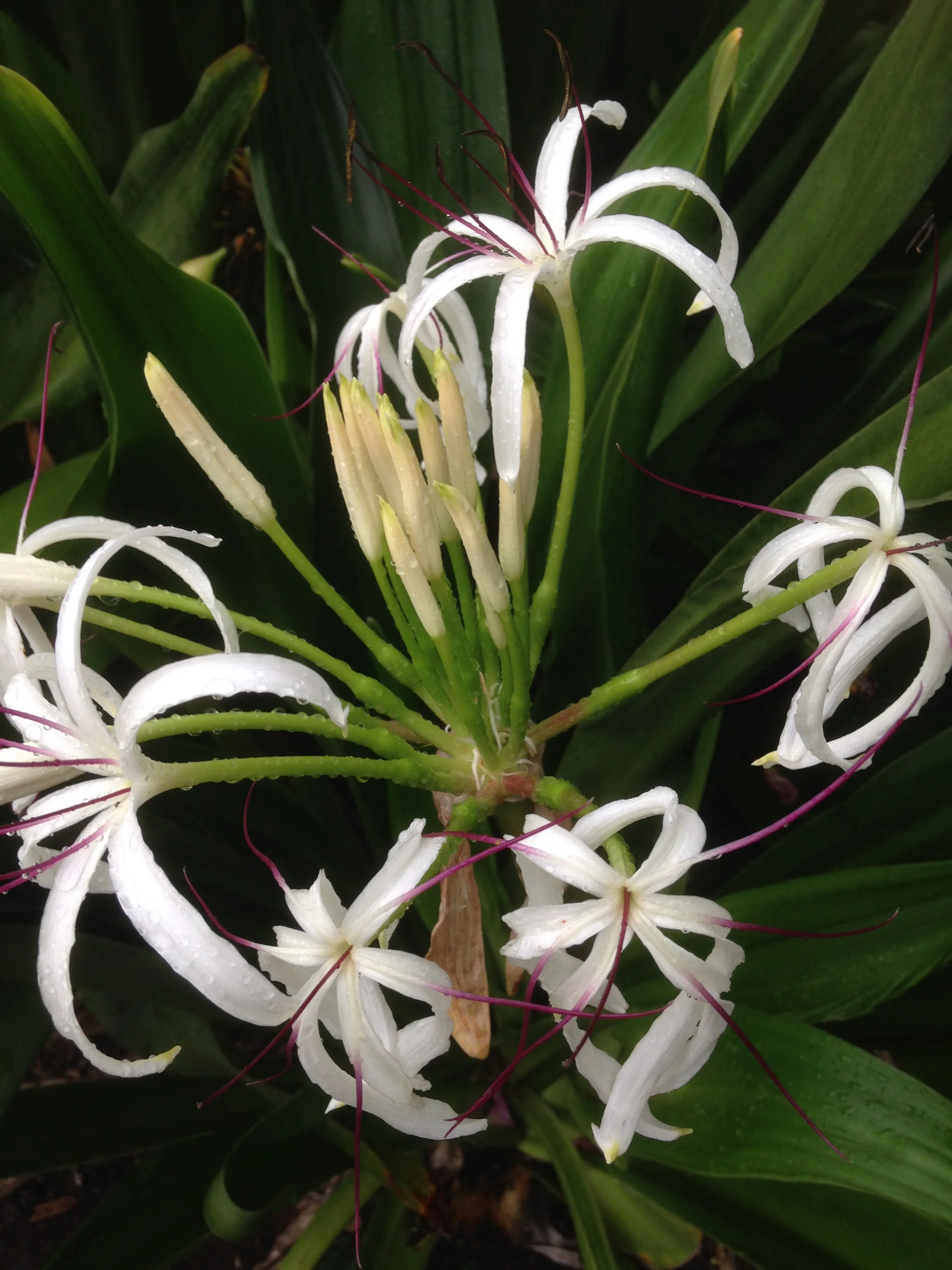 The Foundations of Contemplative Practice