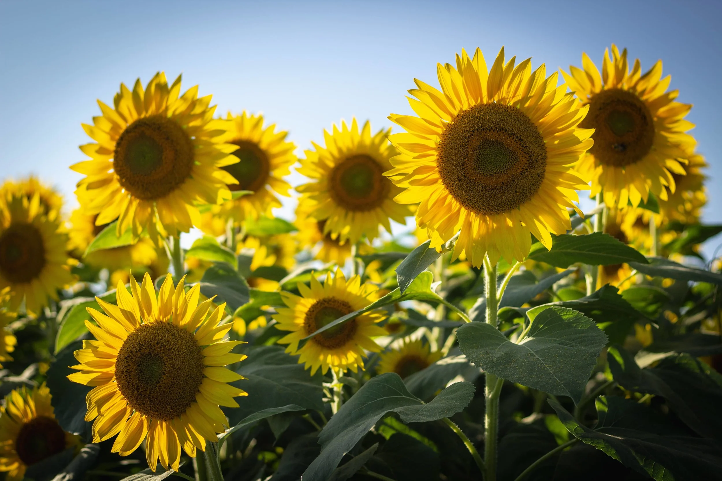 sunflower-minful-communication.jpg