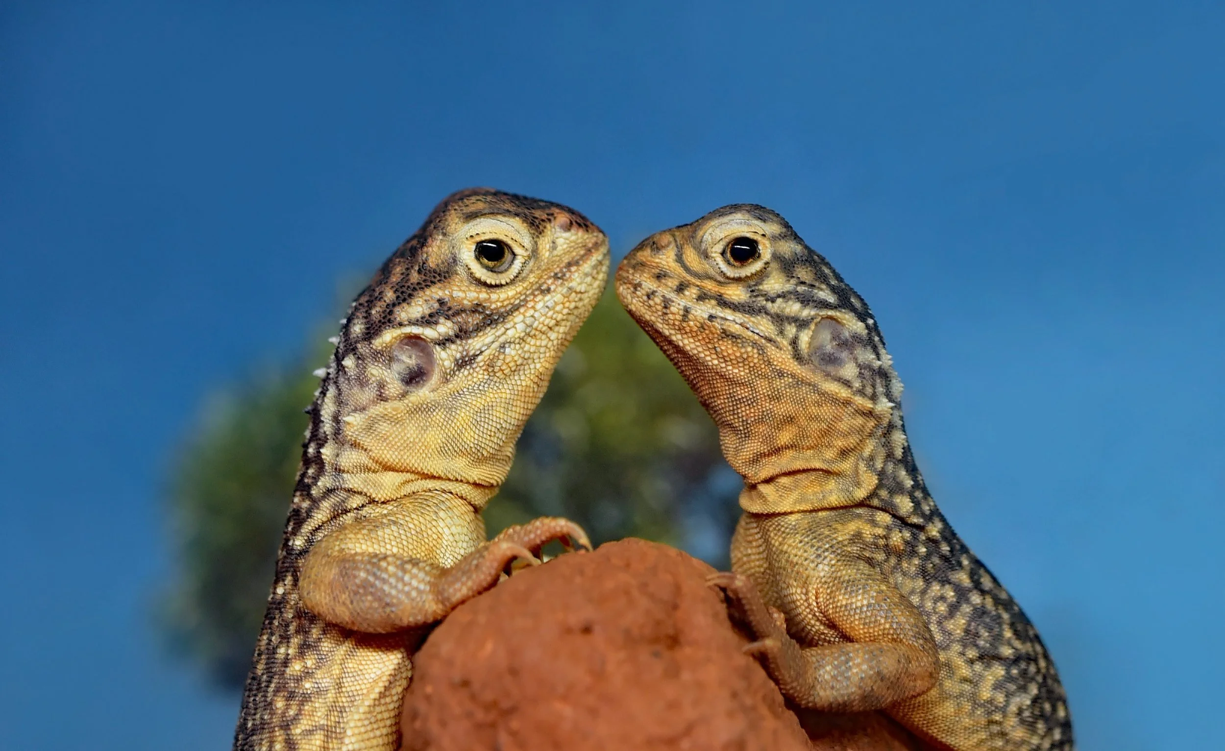 Relationship as a Path of Practice